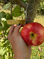 Red Baron Apple
