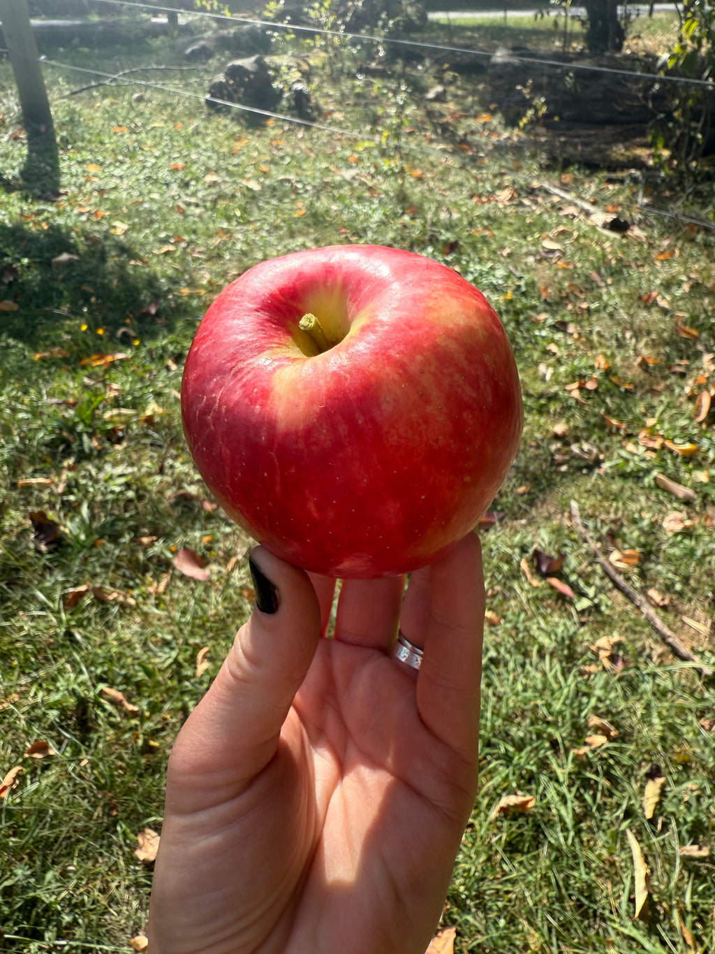 Red Baron Apple