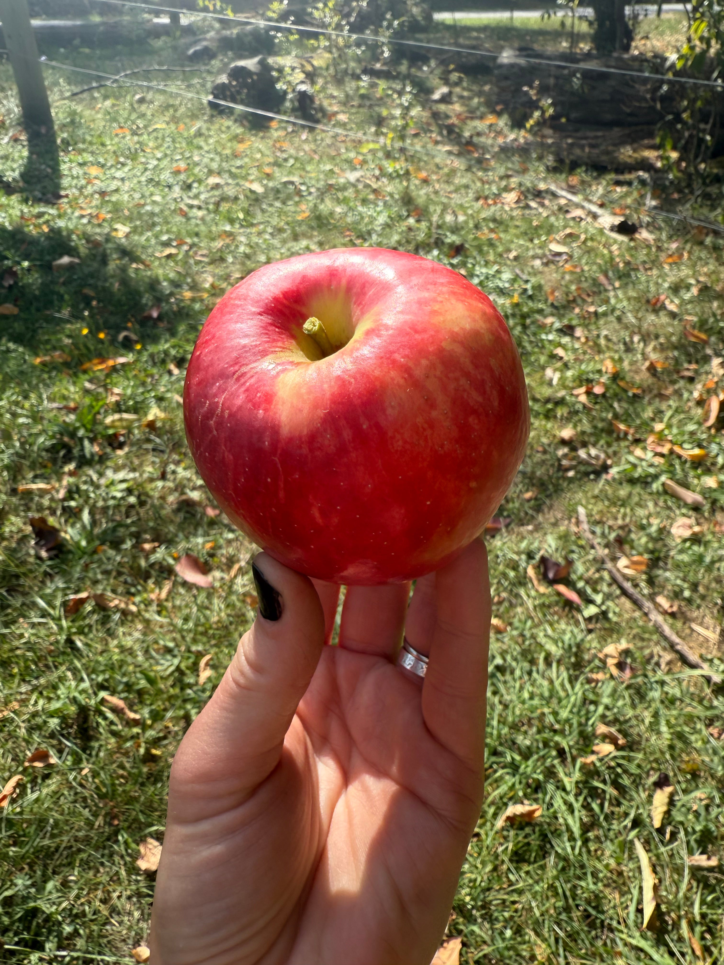 Red Baron Apple