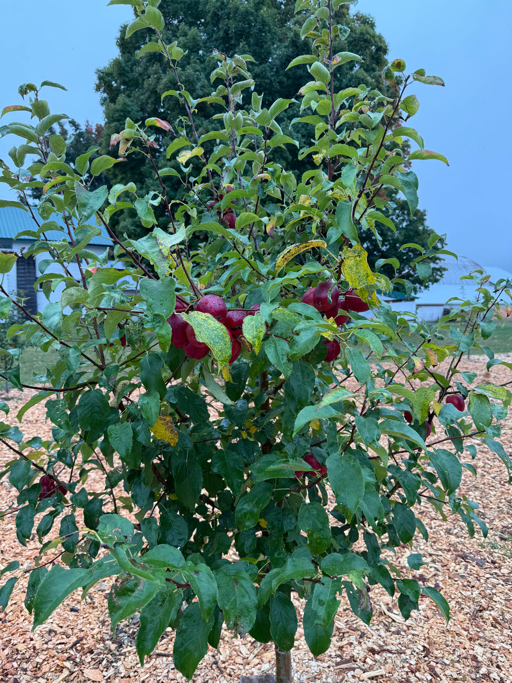 All-Winter Hangover Apple