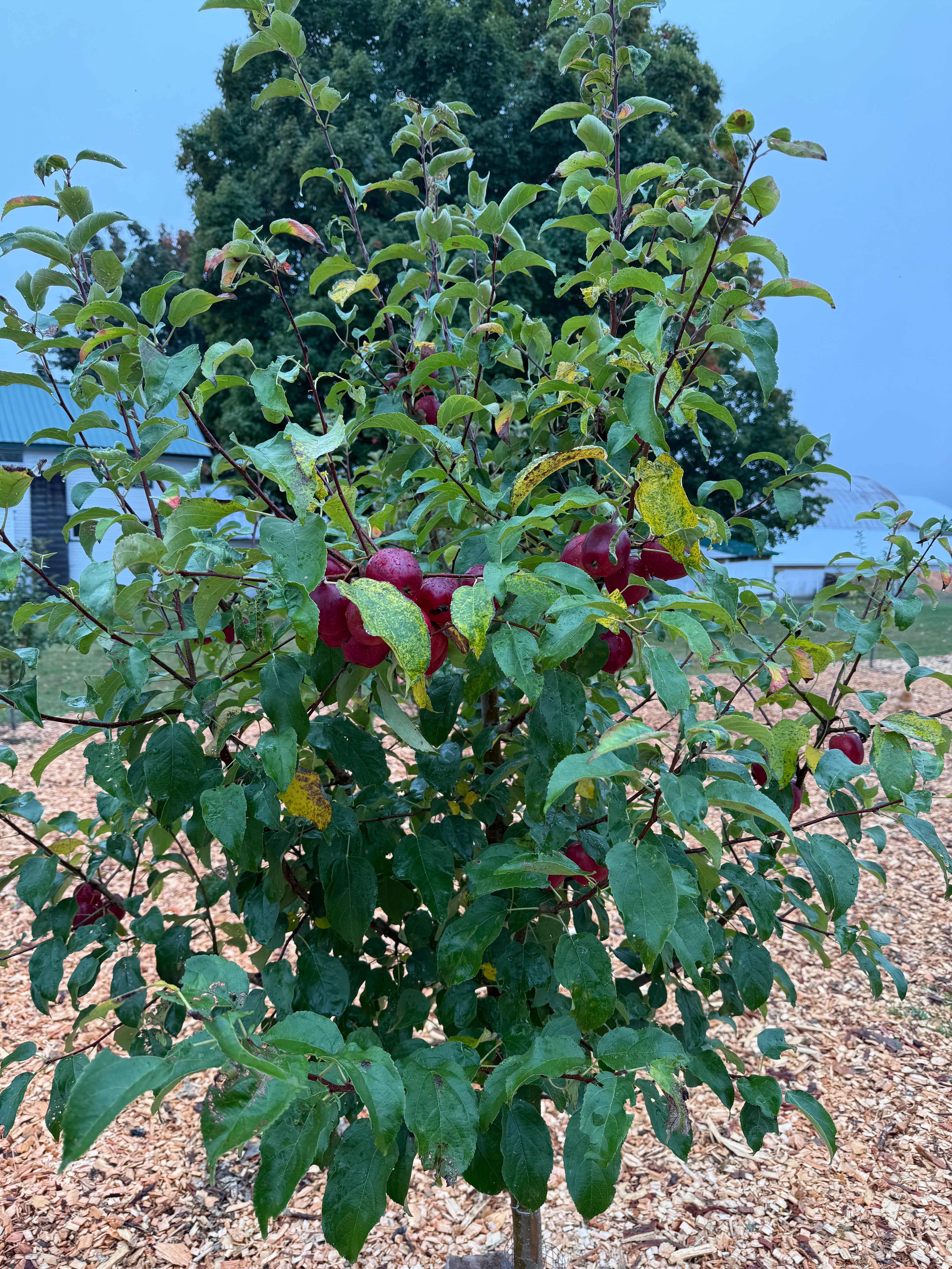 All-Winter Hangover Apple