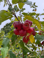 All-Winter Hangover Apple