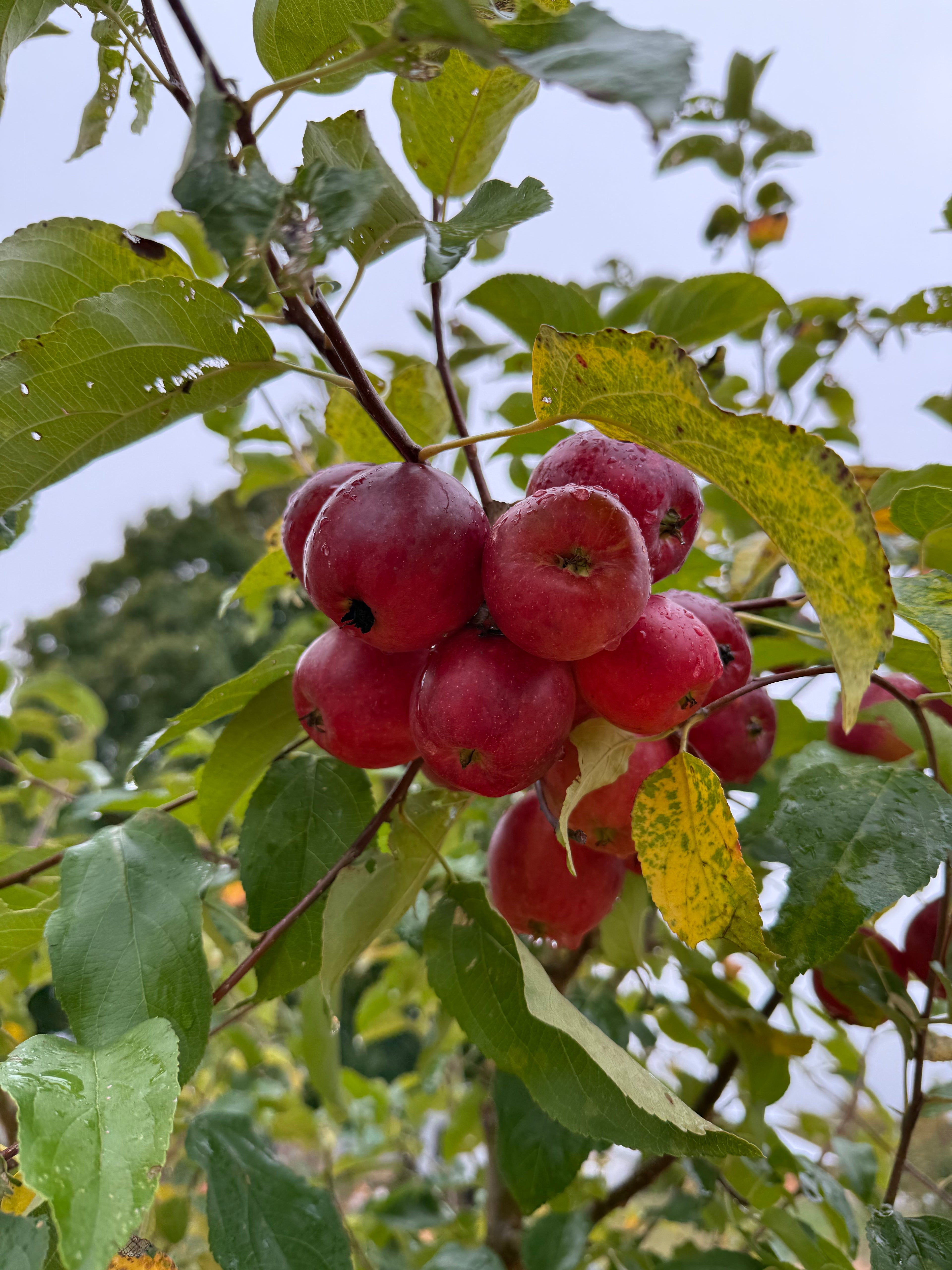 All-Winter Hangover Apple