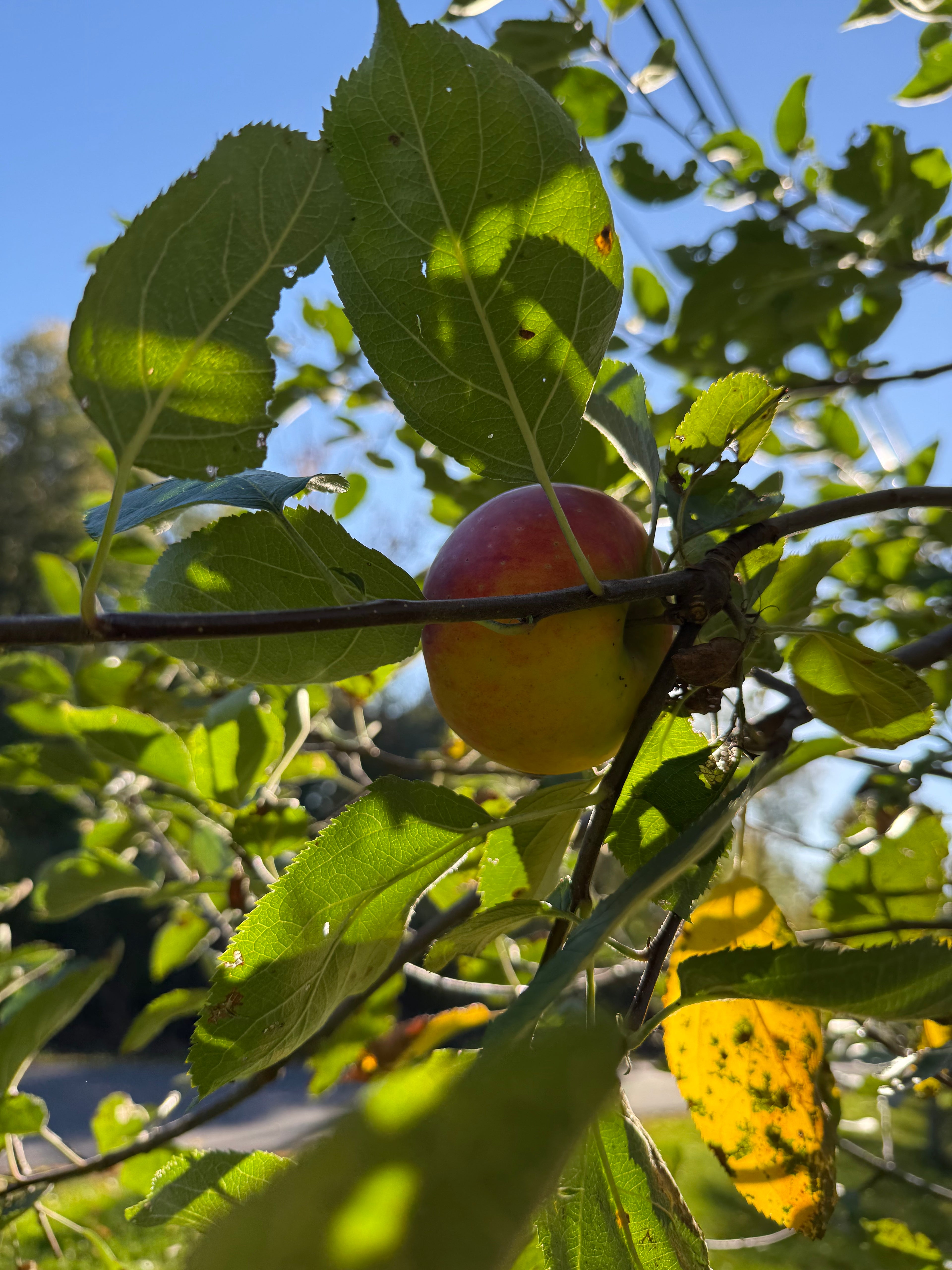 Smokehouse Apple