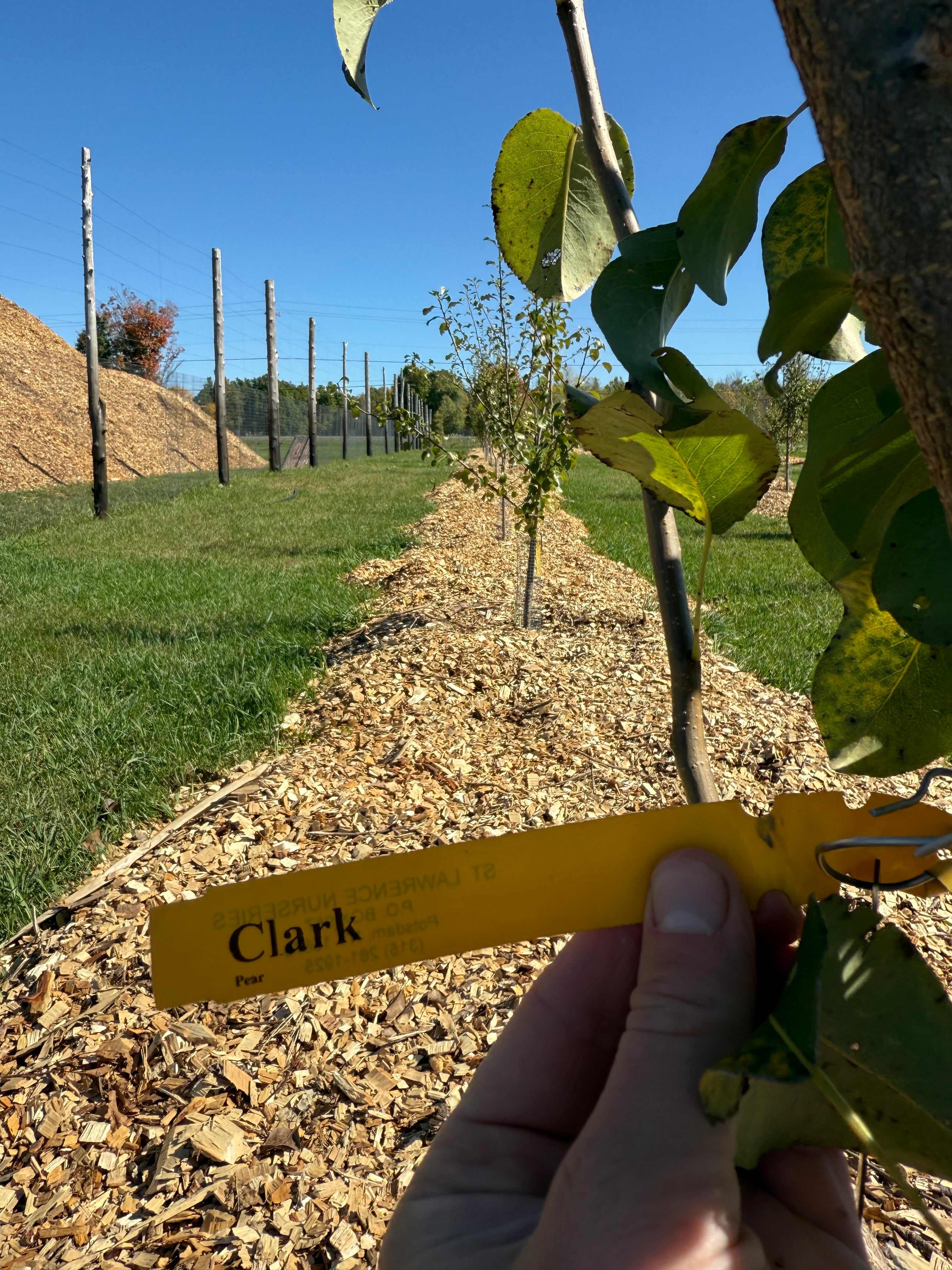 Clark Pear