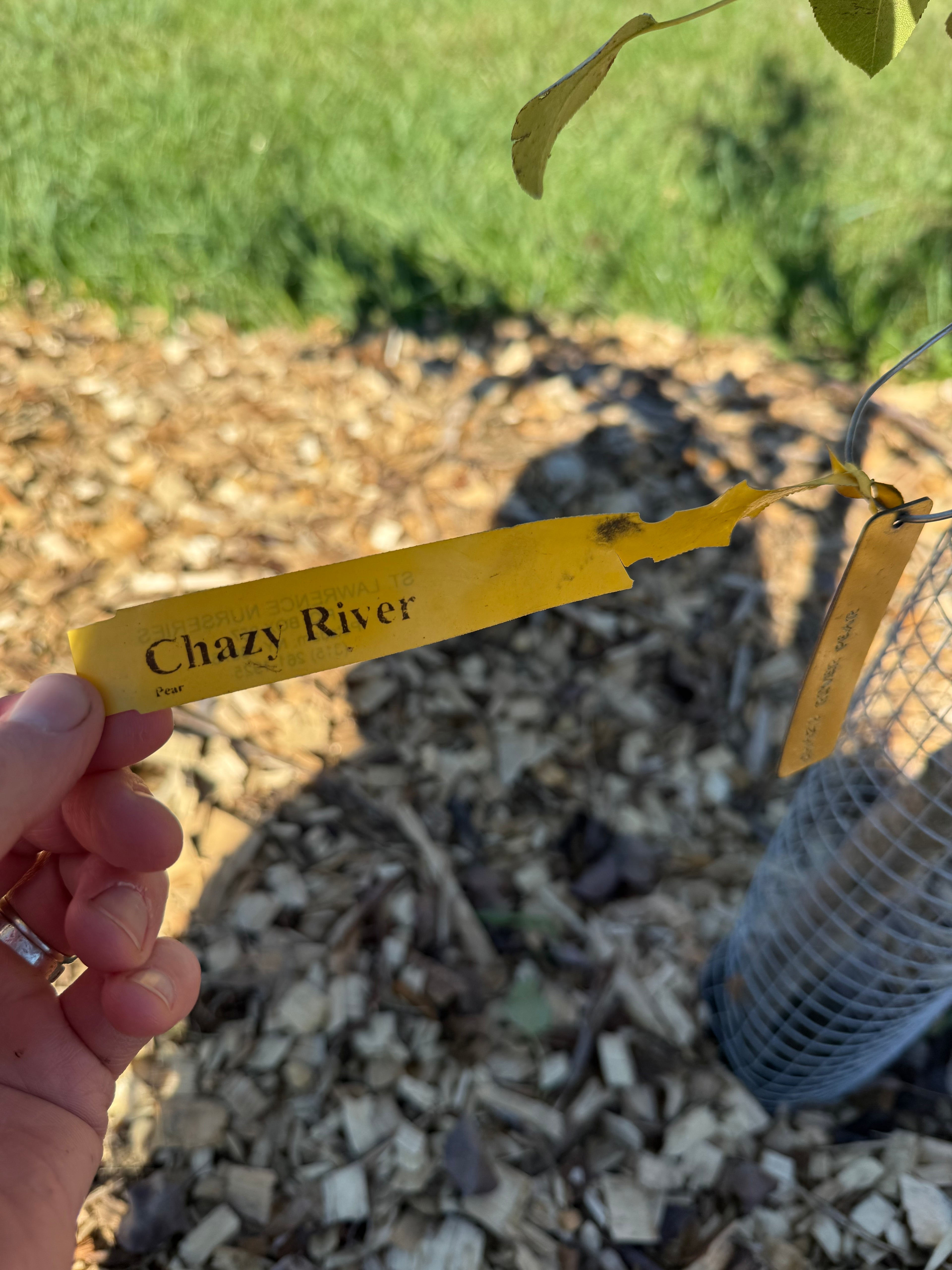 Chazy River Pear