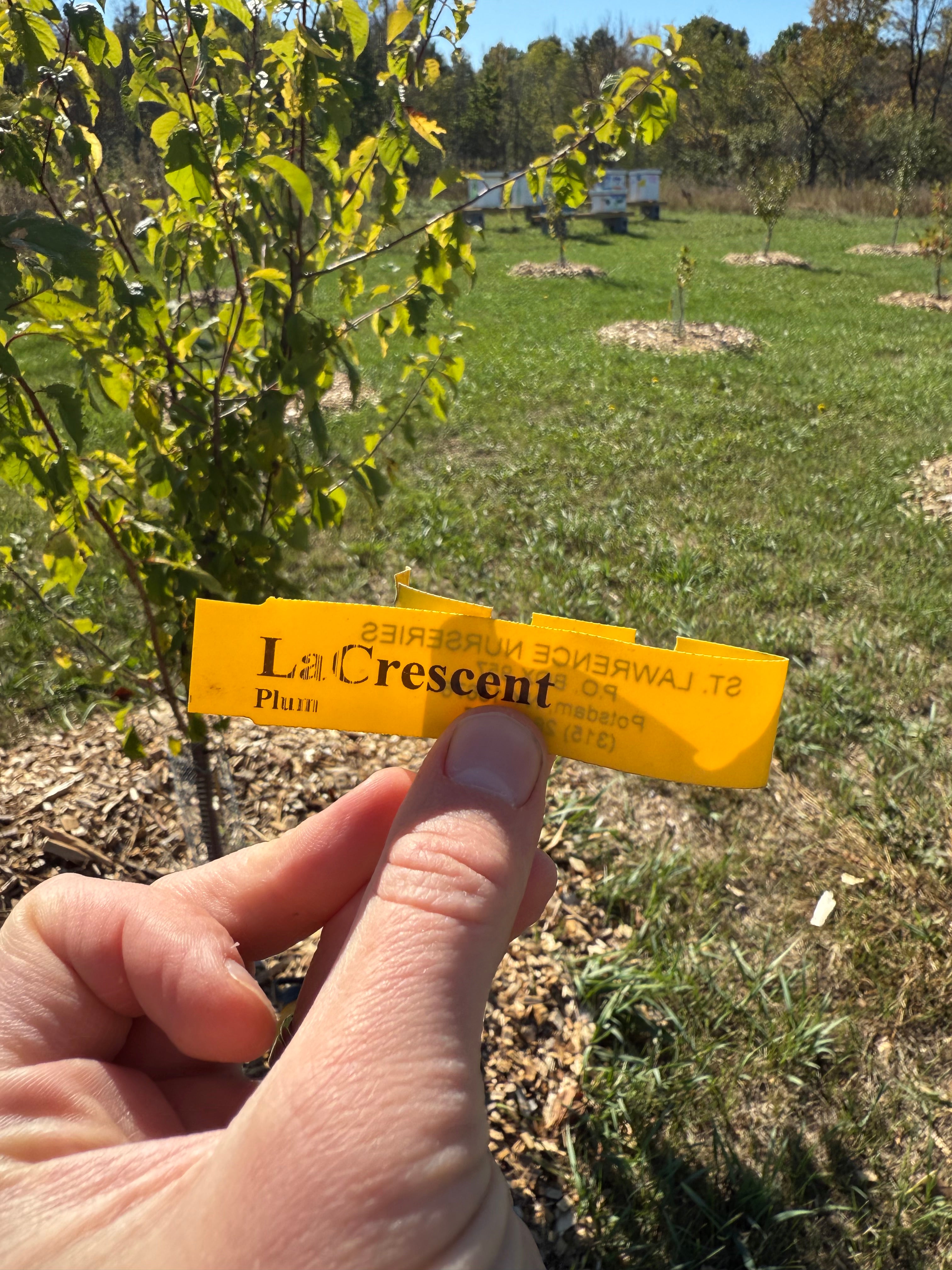 LaCrescent Plum