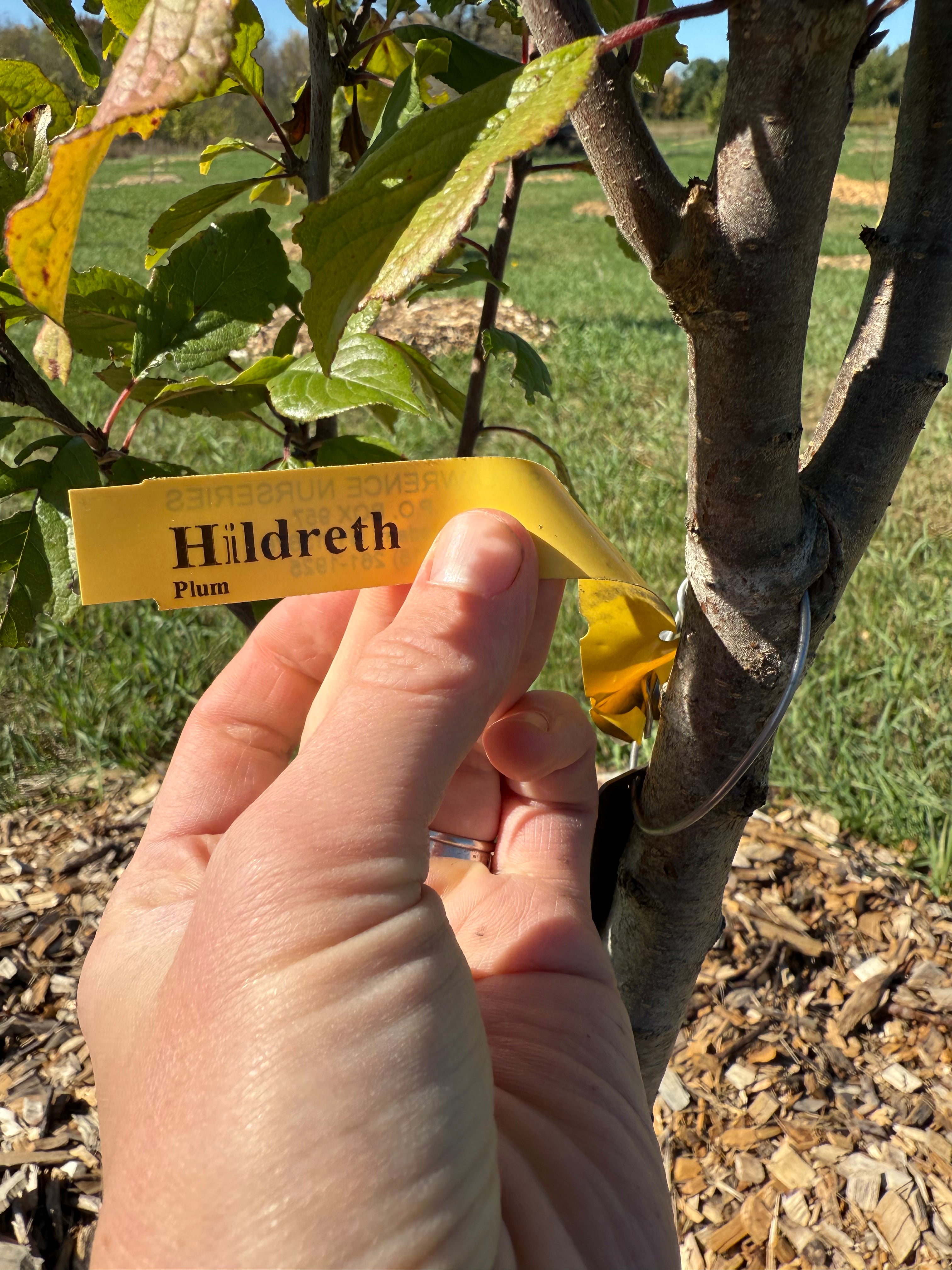 Hildreth Plum