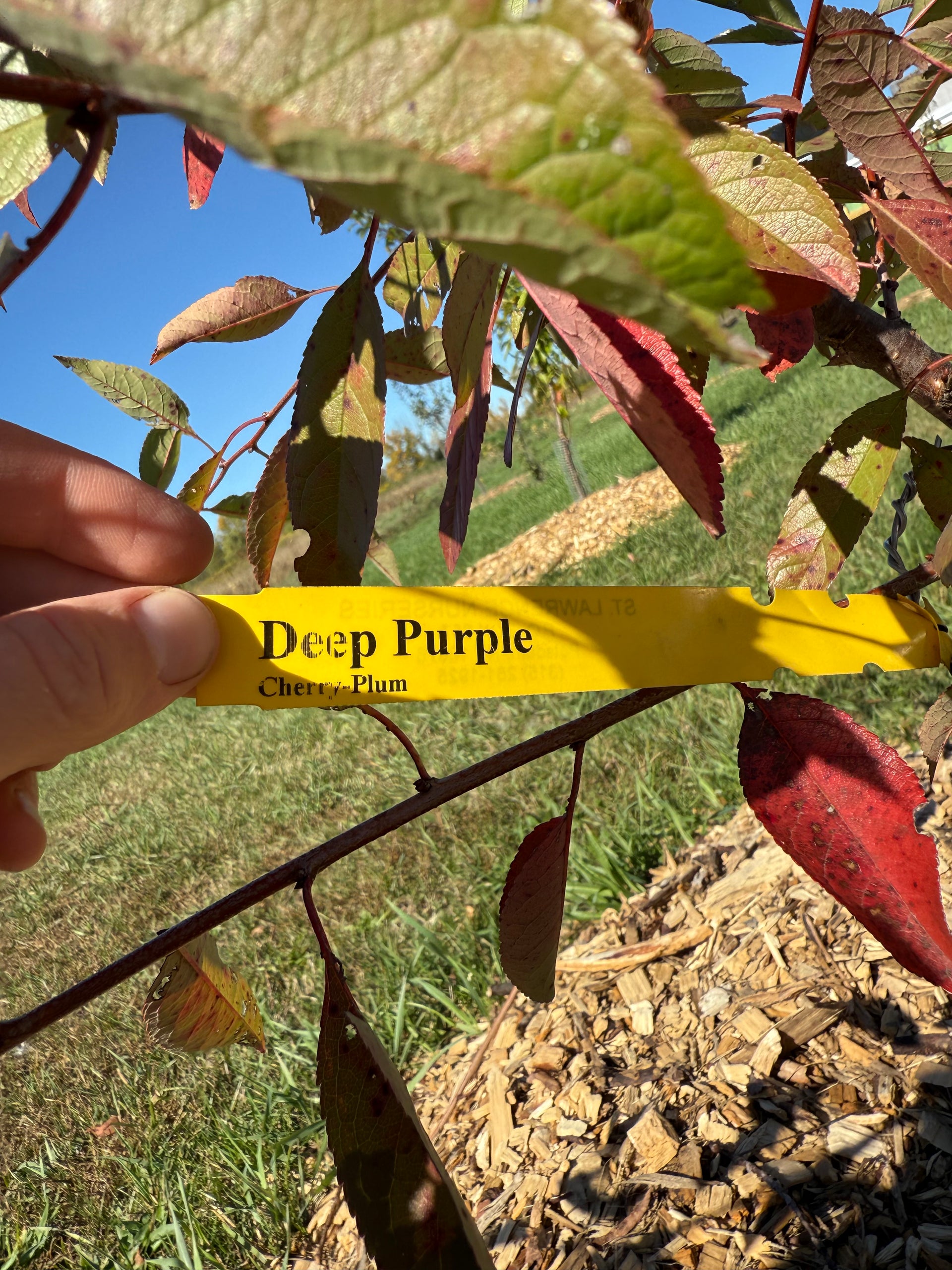 cherry plum plant Deep Purple
