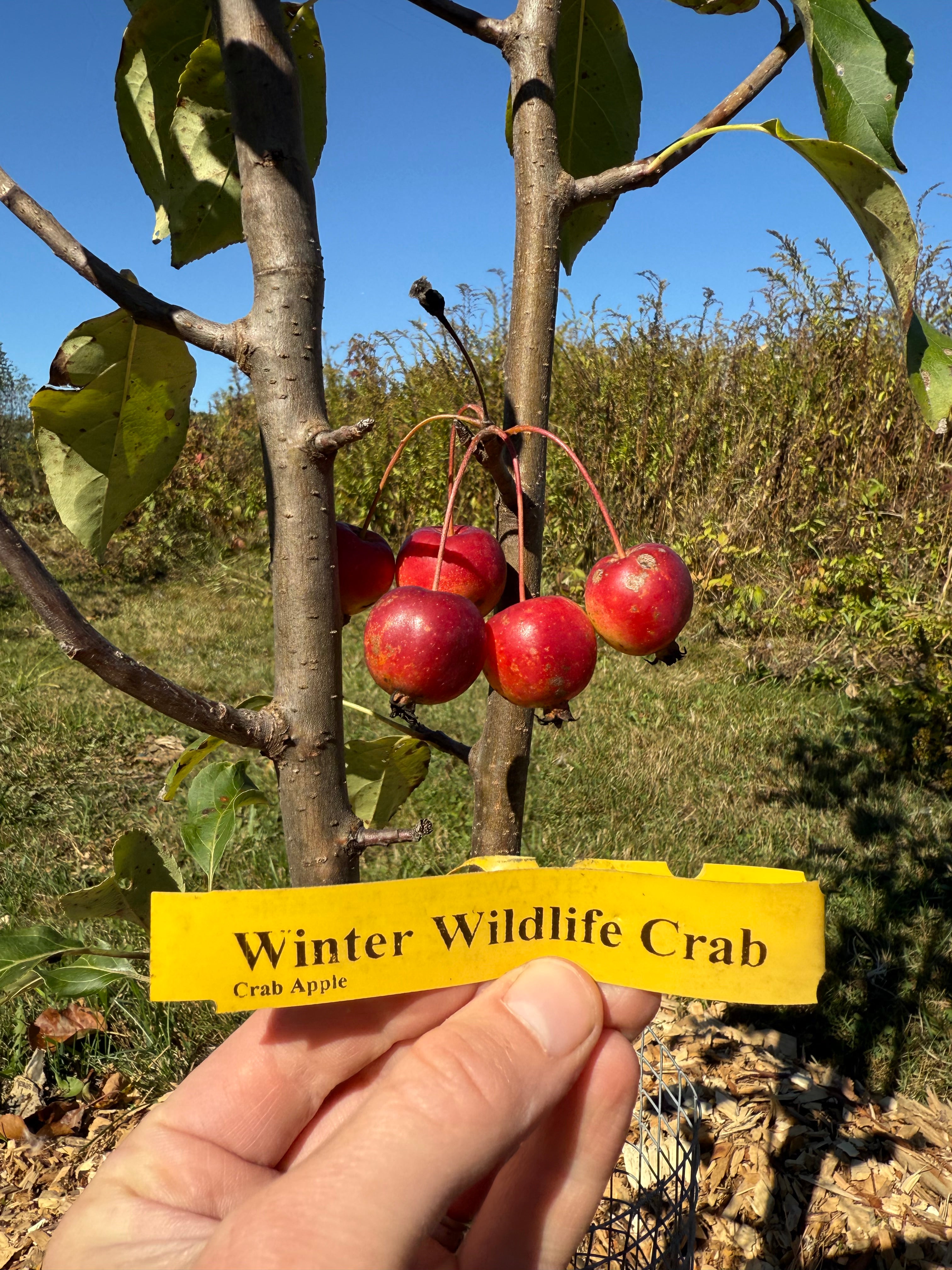 Winter Wildlife Crab