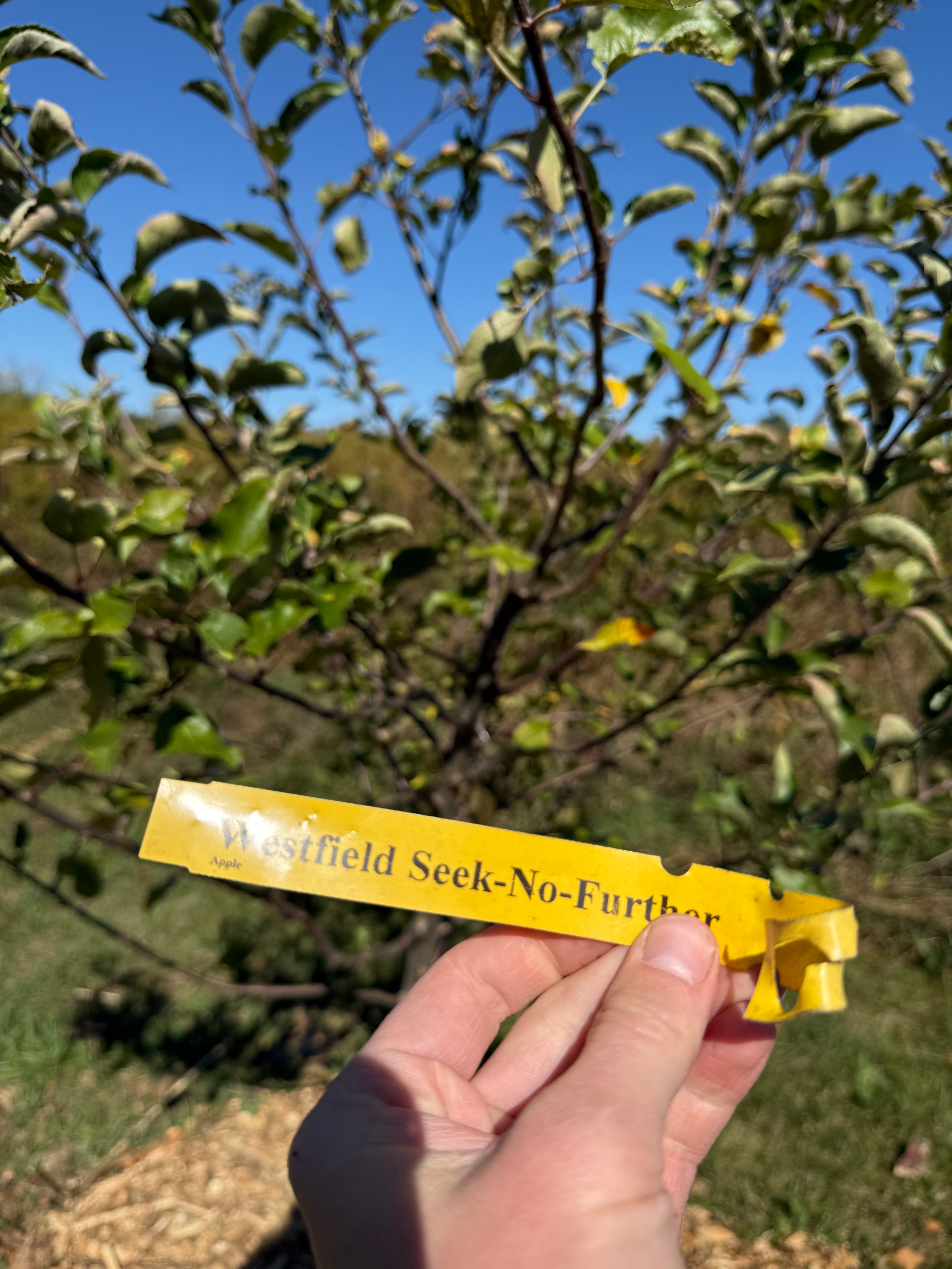 Westfield; Seek-No-Further Apple