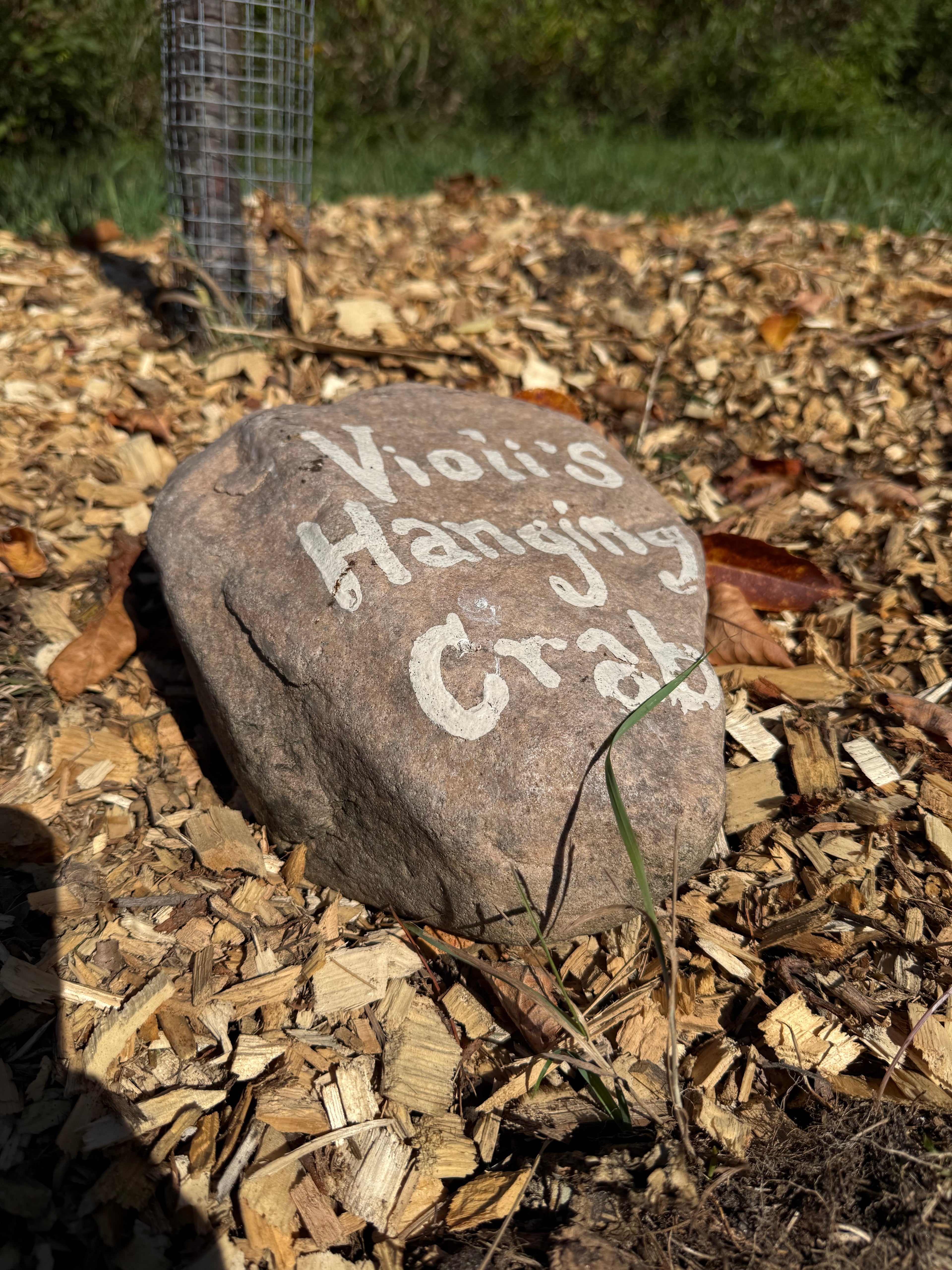 Violi's Hanging Crab