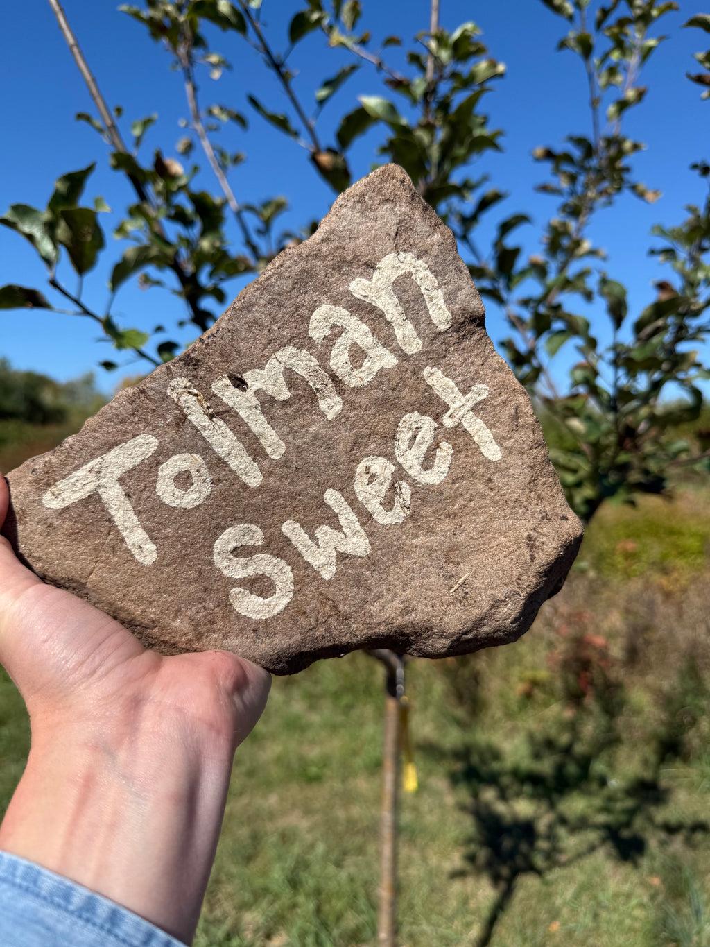 Tolman Sweet Apple