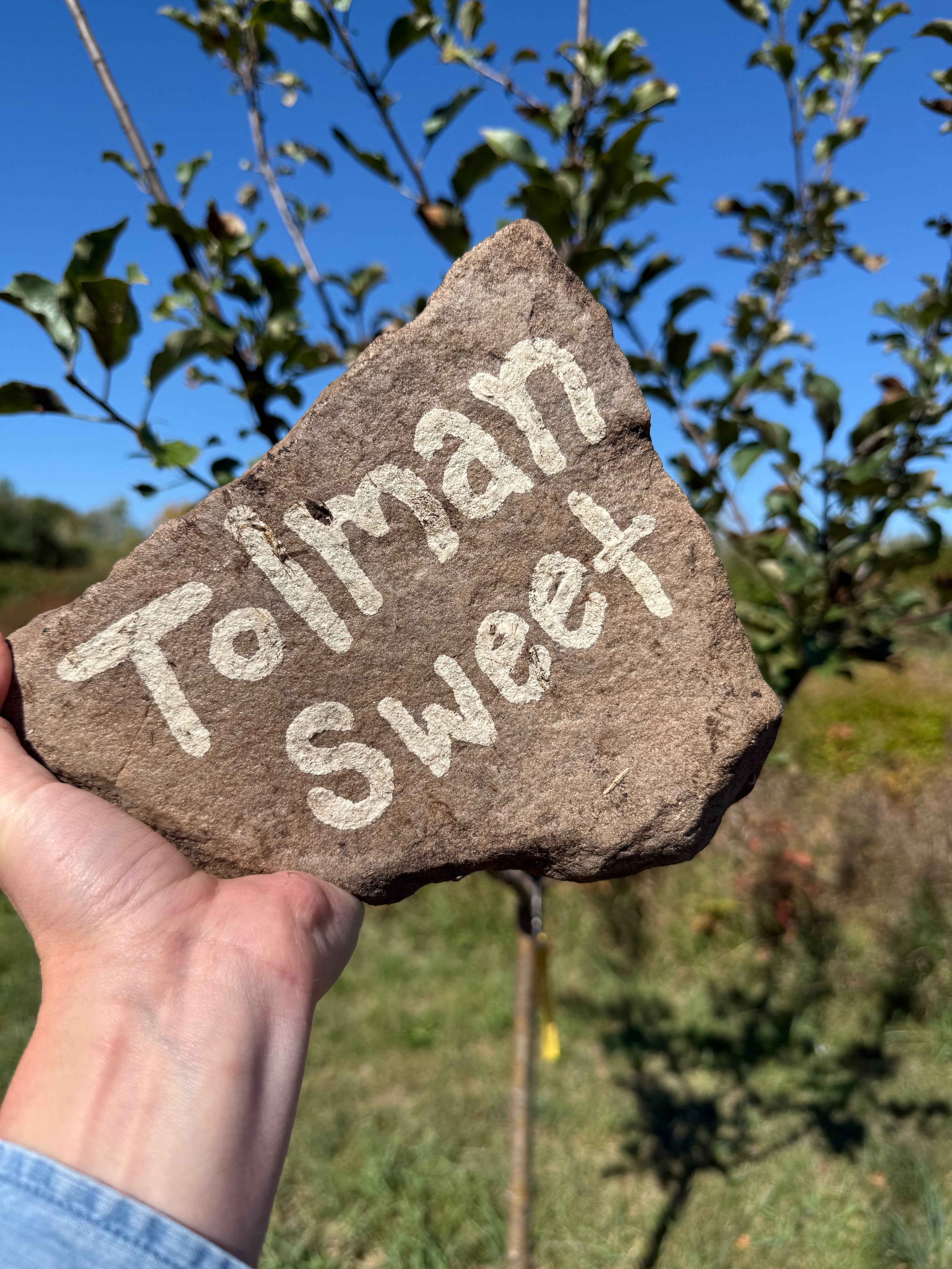 Tolman Sweet Apple