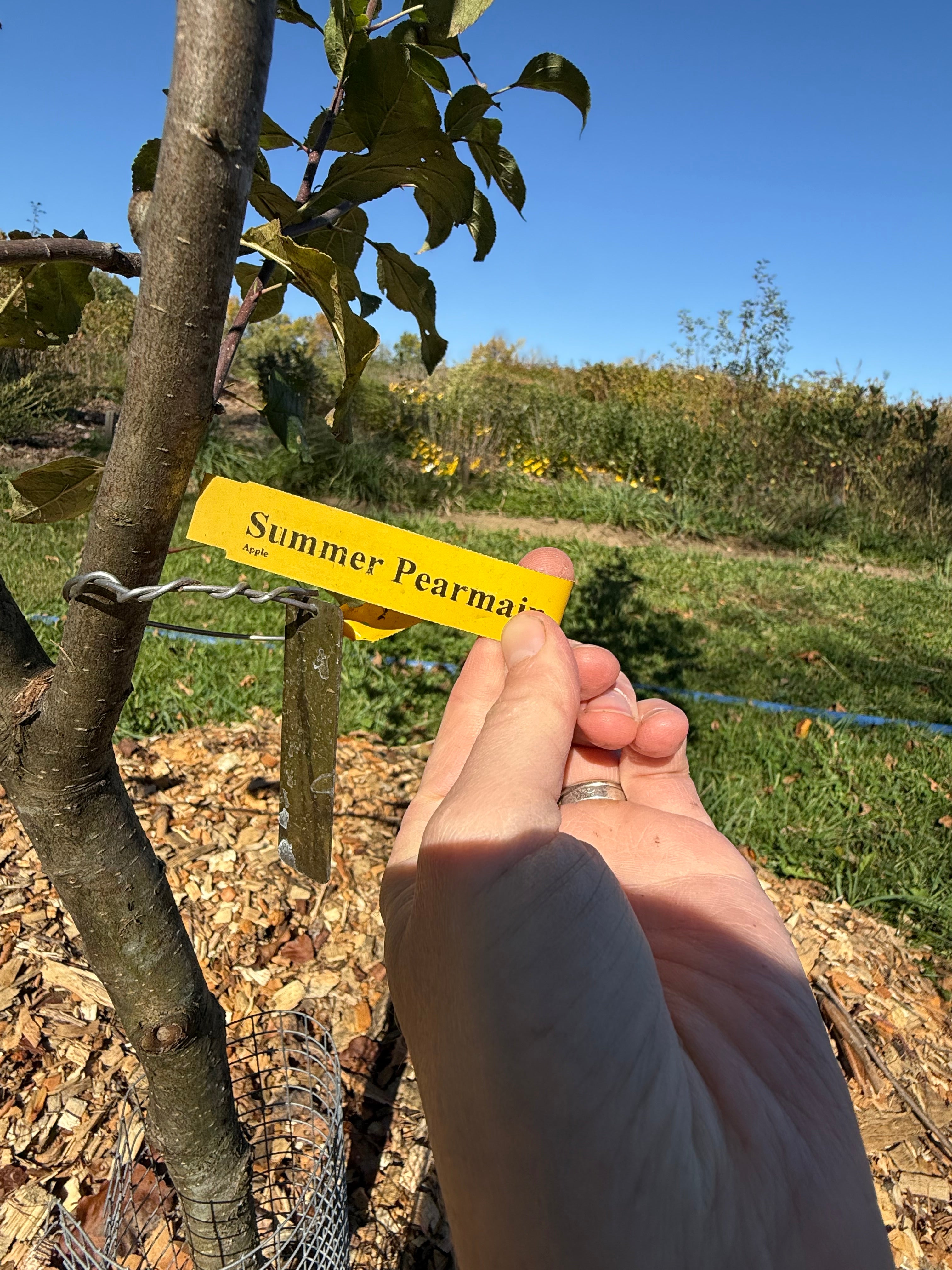Summer Pearmain Apple