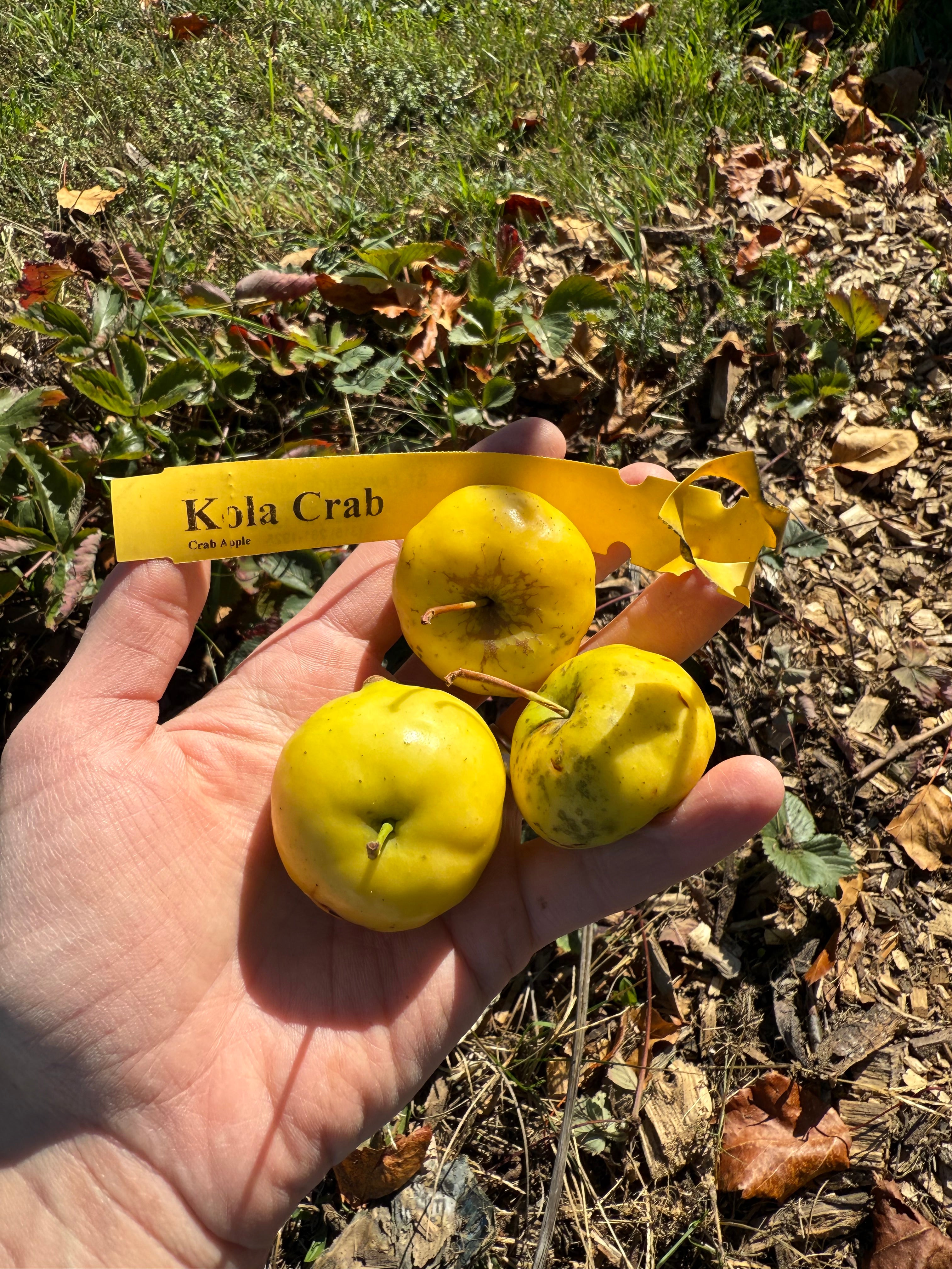 Kola Crab  Apple