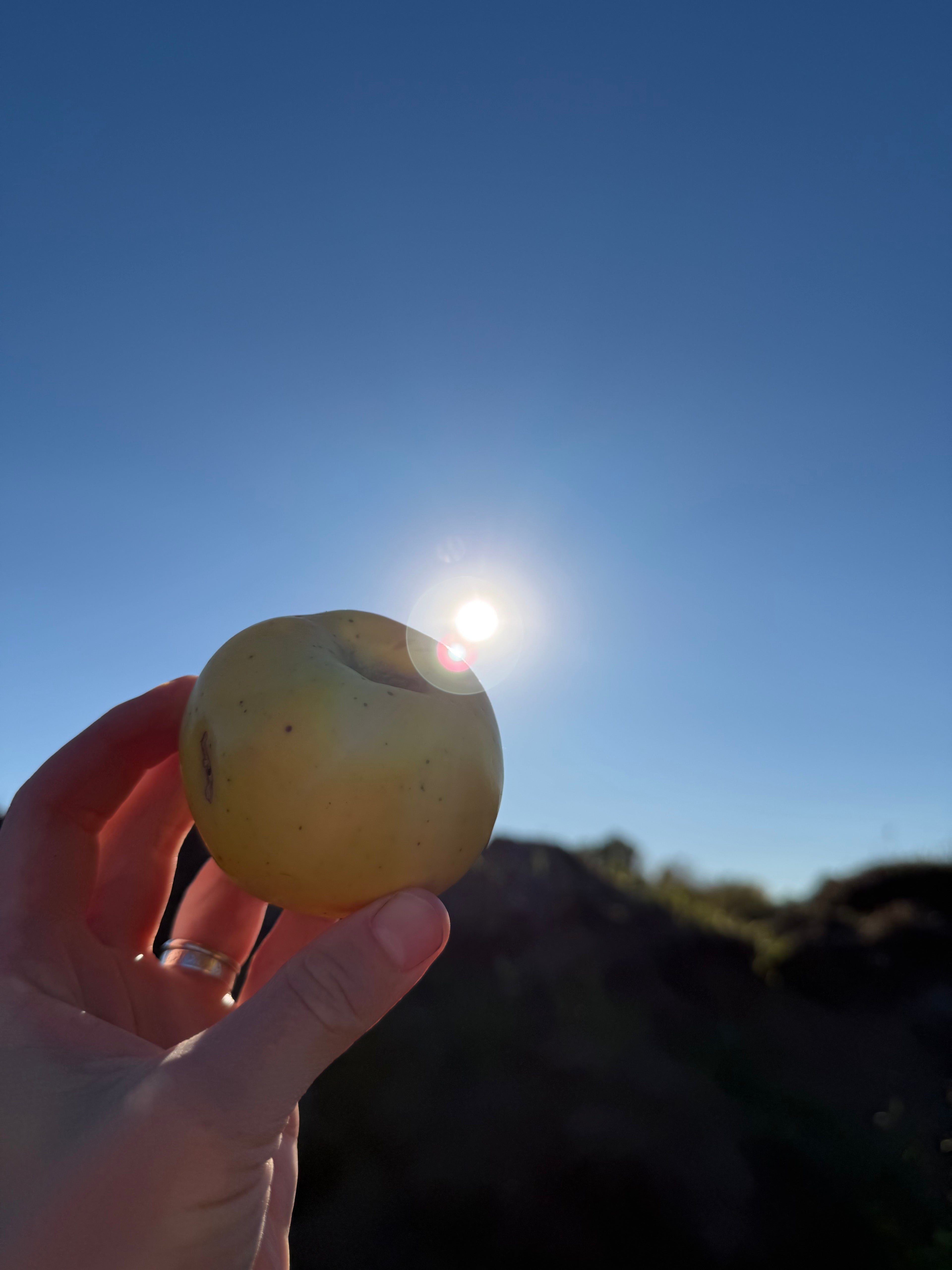 Sunrise Apple