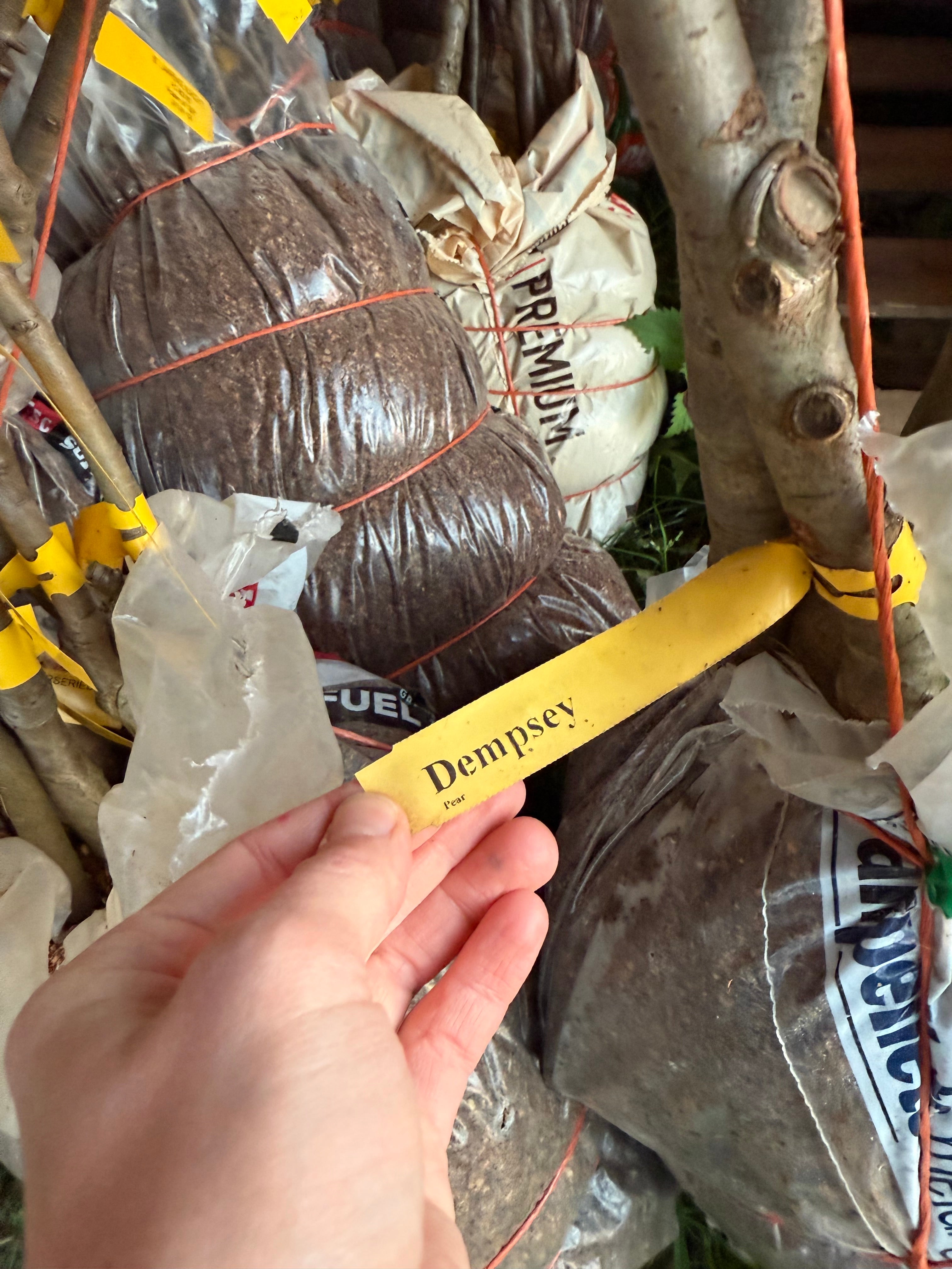 Dempsey Pear