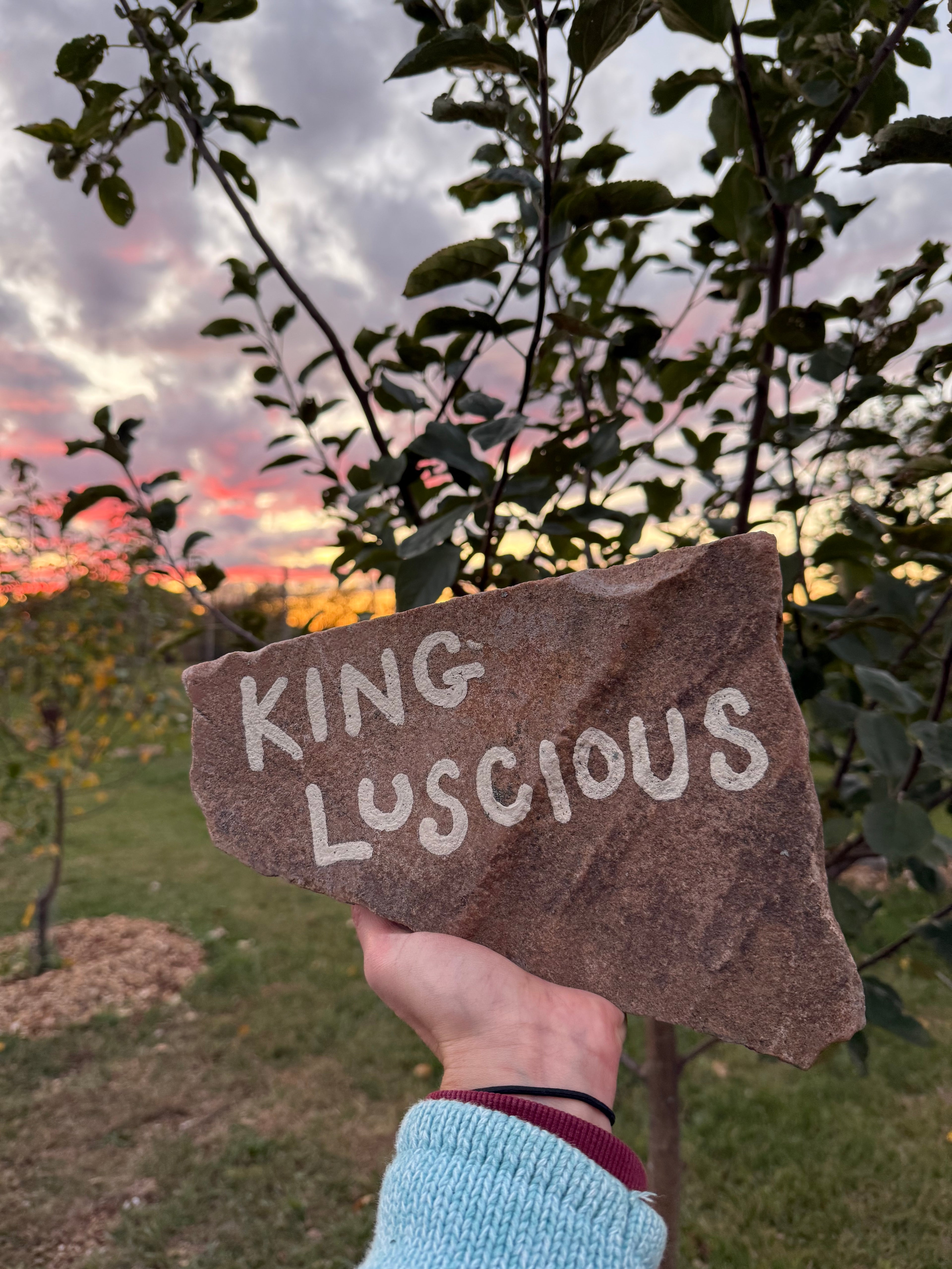 King Luscious Apple