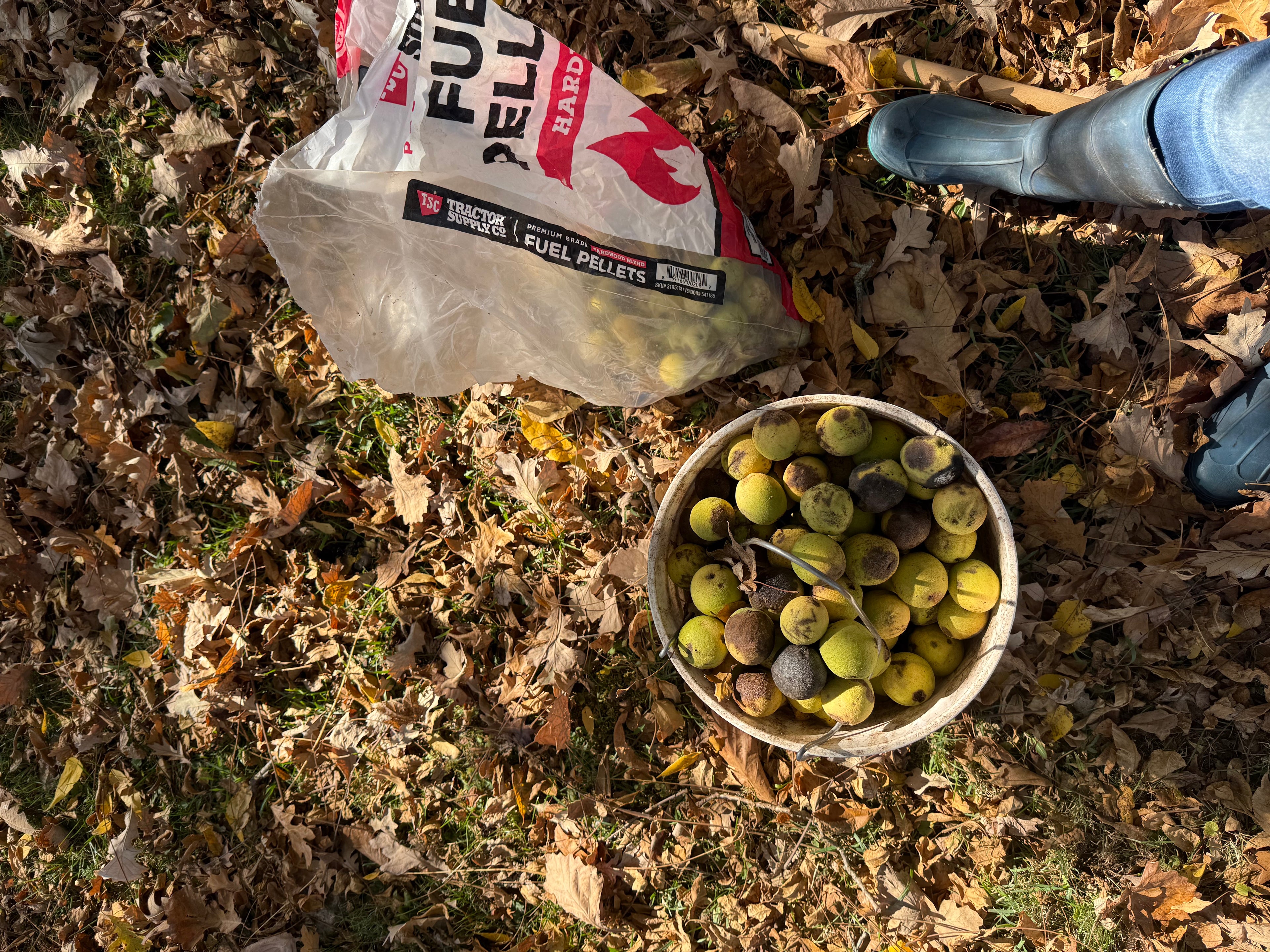 Black Walnut - Northwestern (sdlg.)
