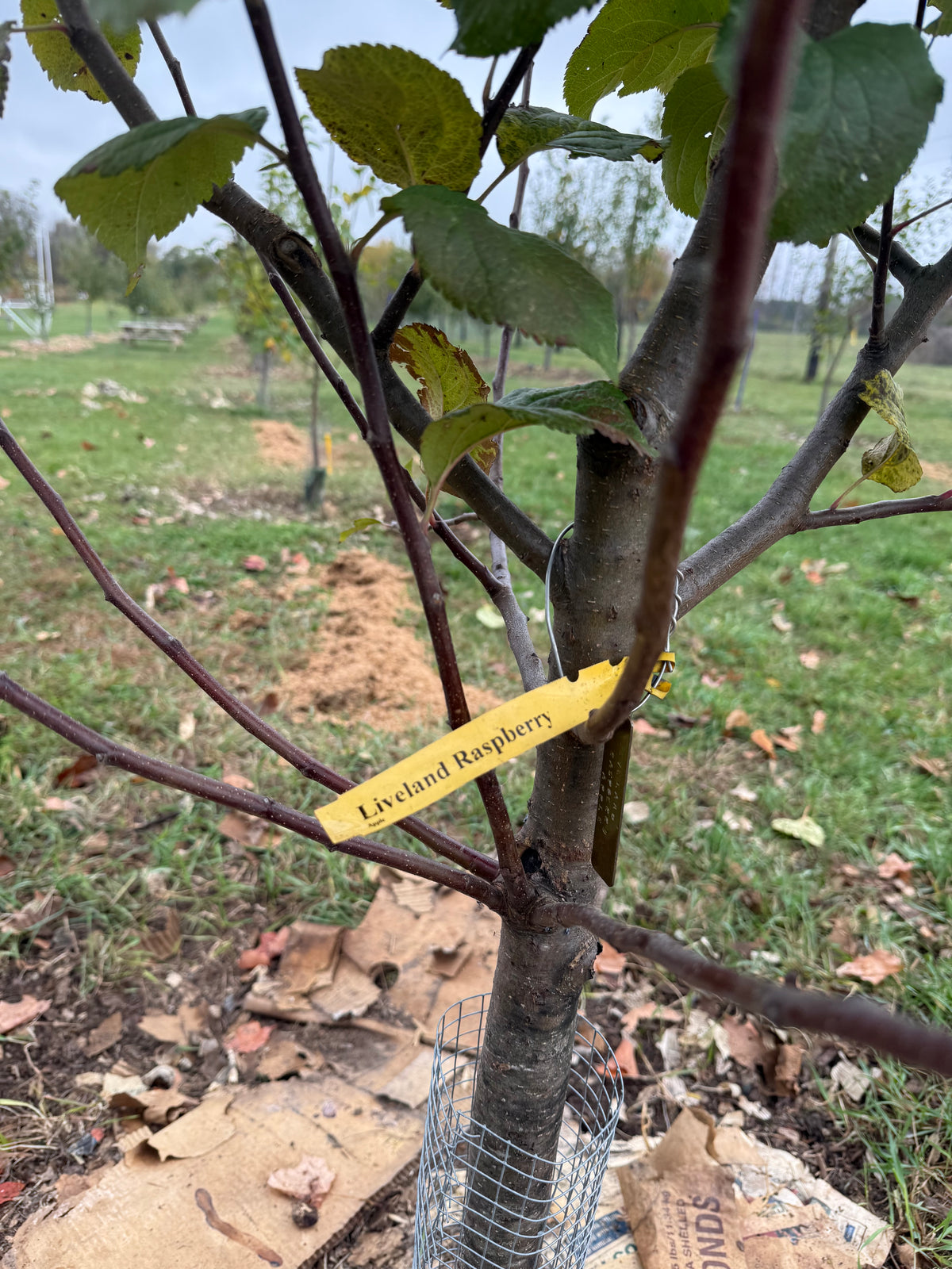 Livland Raspberry Liveland Raspberry Apple – St. Lawrence Nurseries