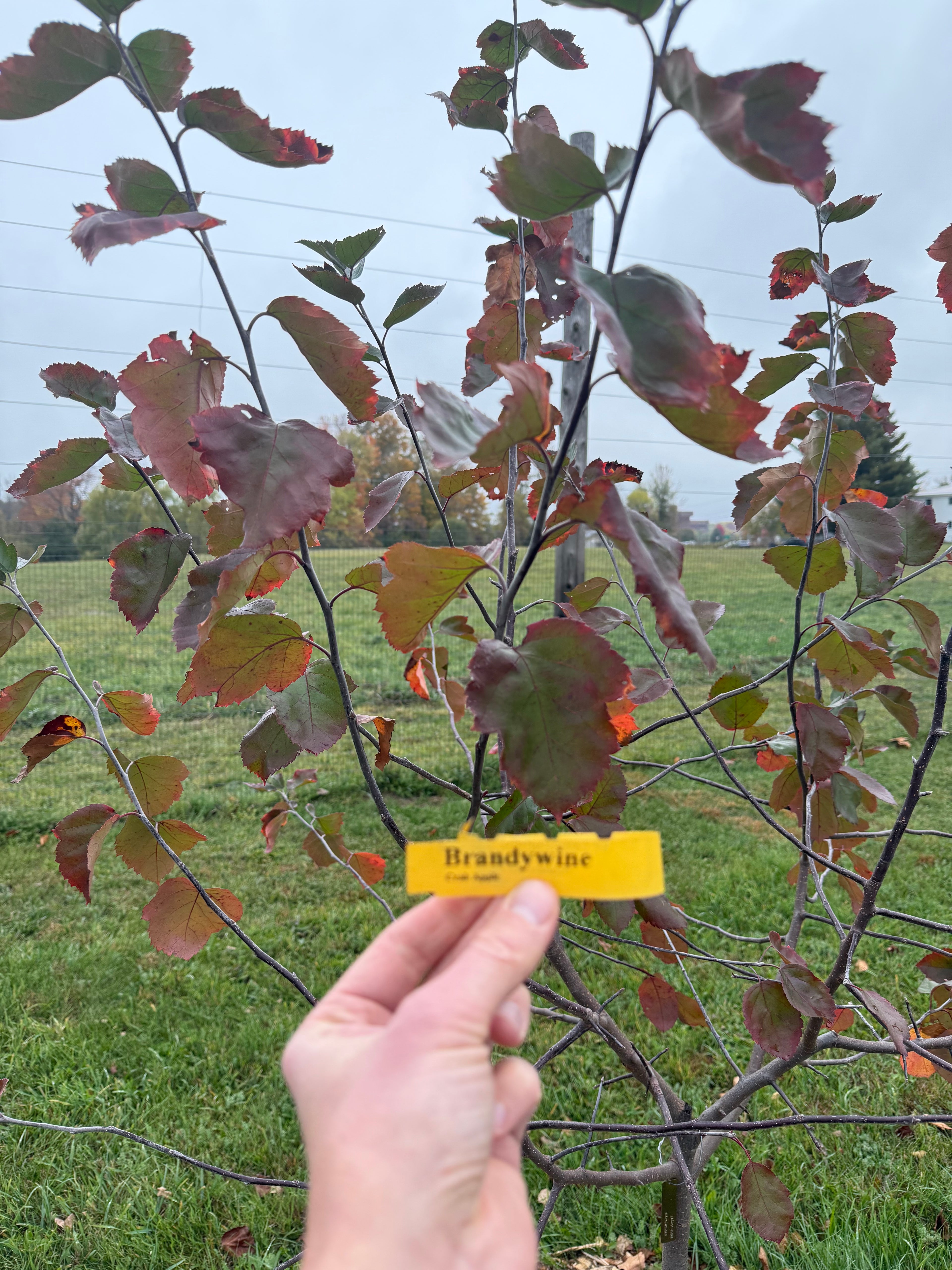 Brandywine Crab Apple