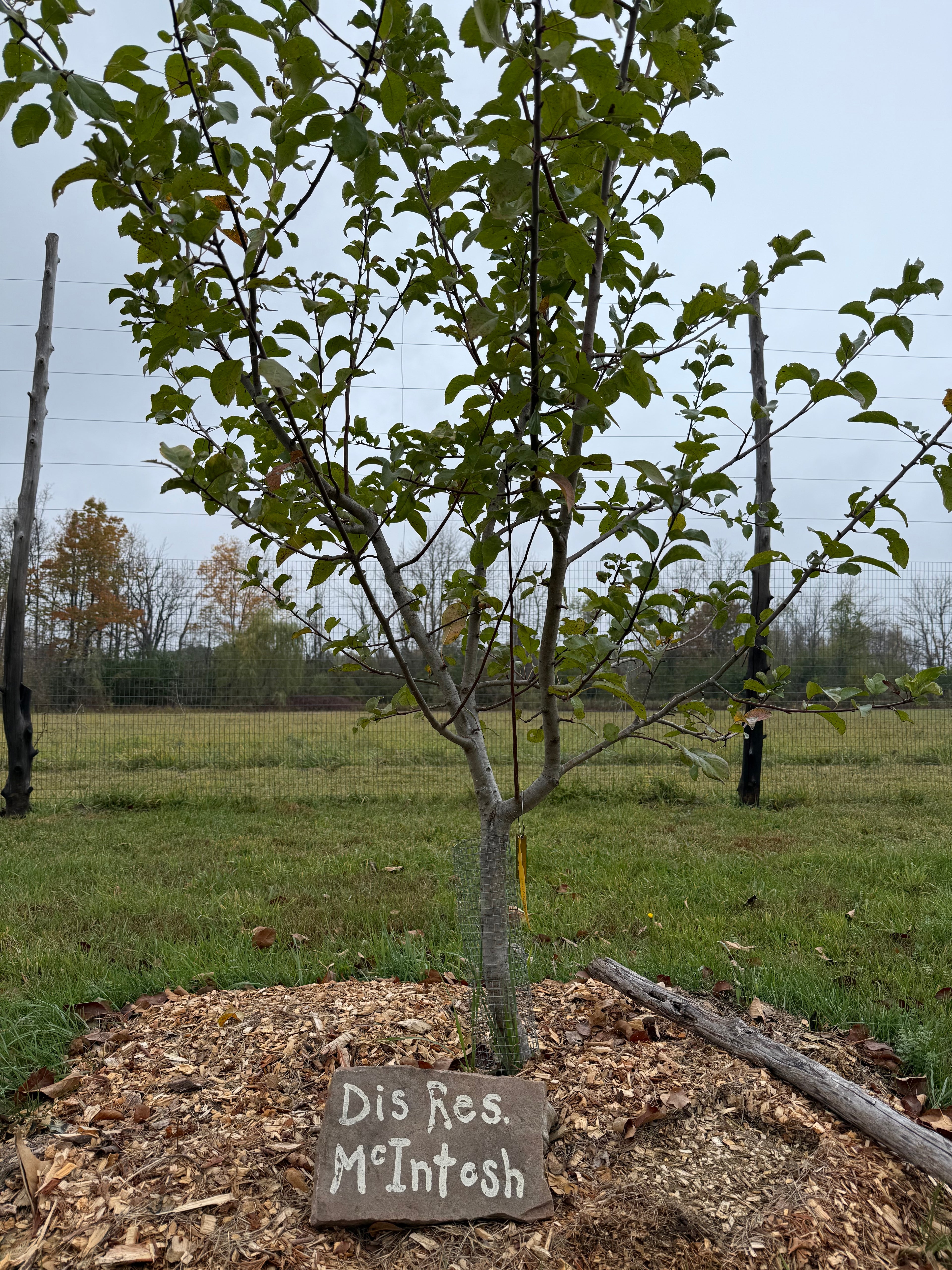 Disease-Resistant McIntosh Apple