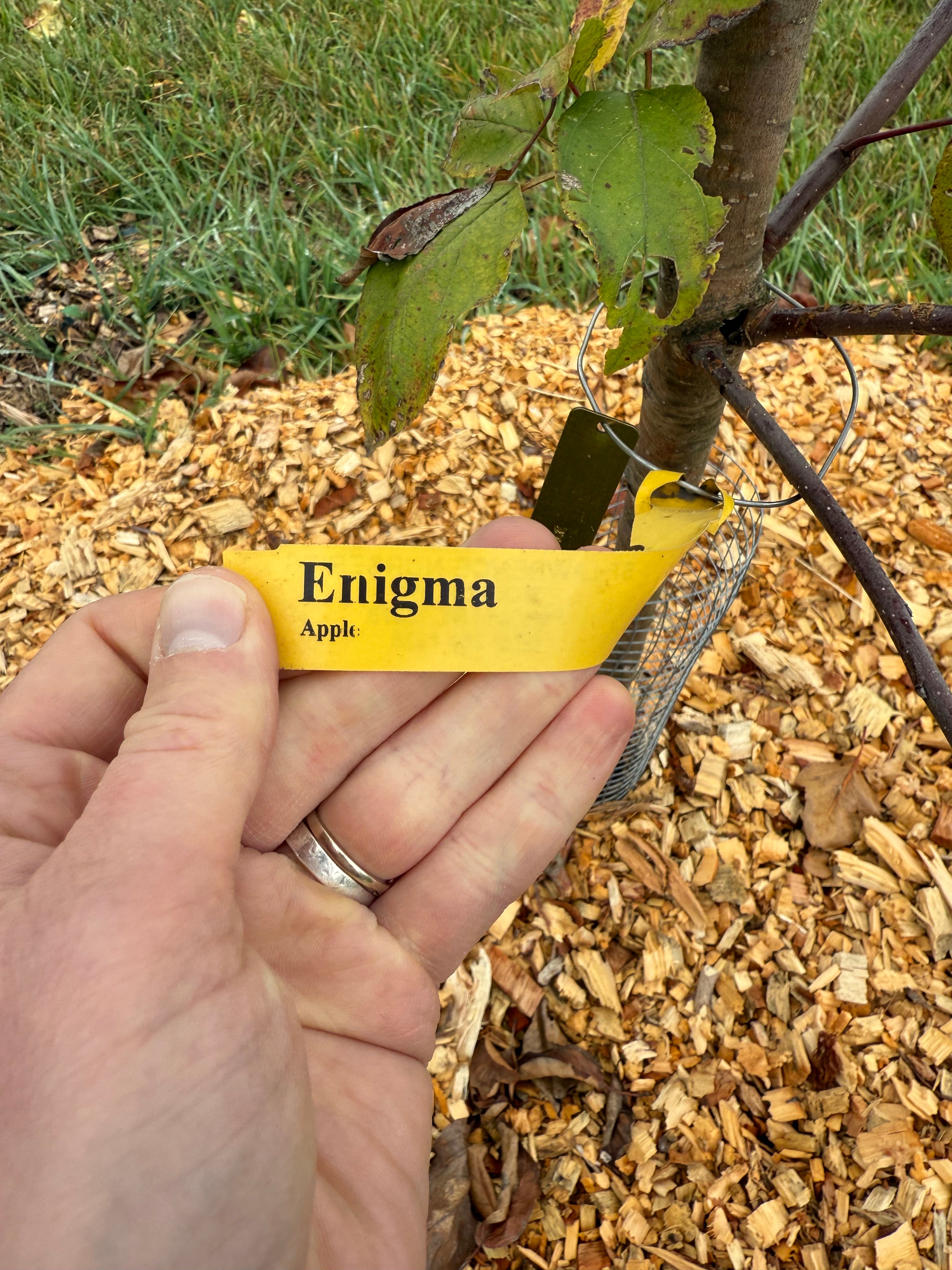 Enigma Apple