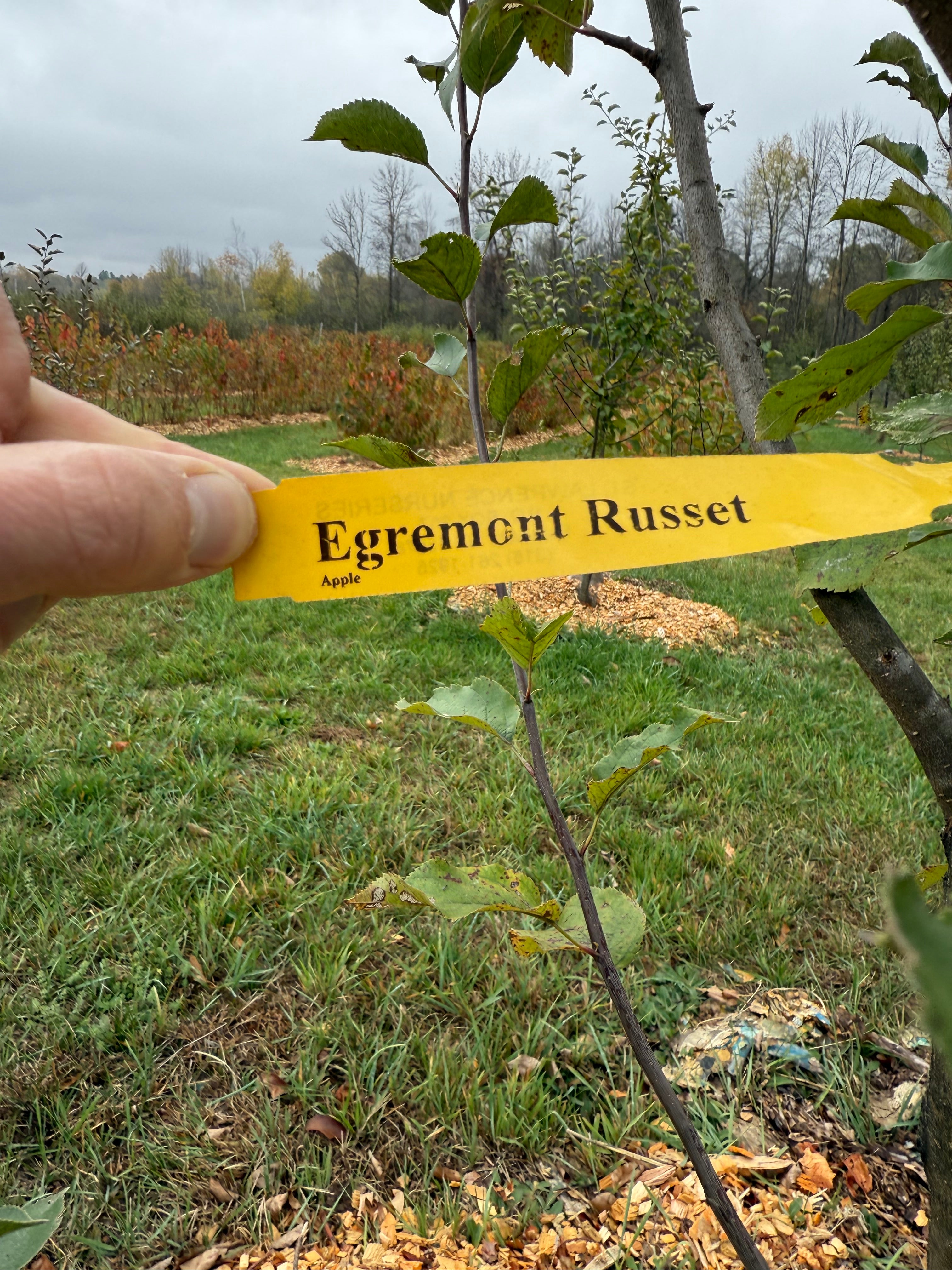 Egremont Russet Apple