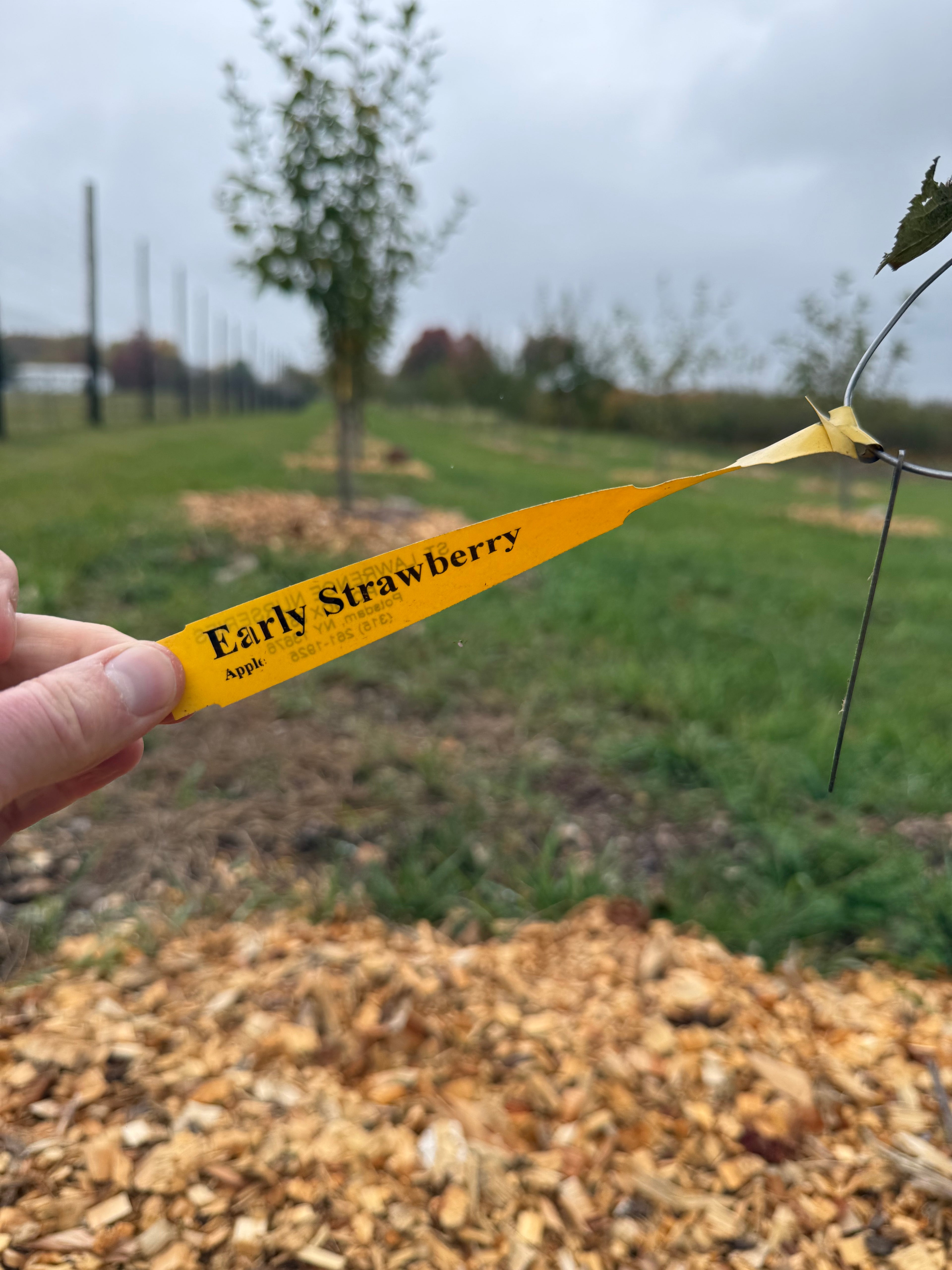 Early Strawberry Apple