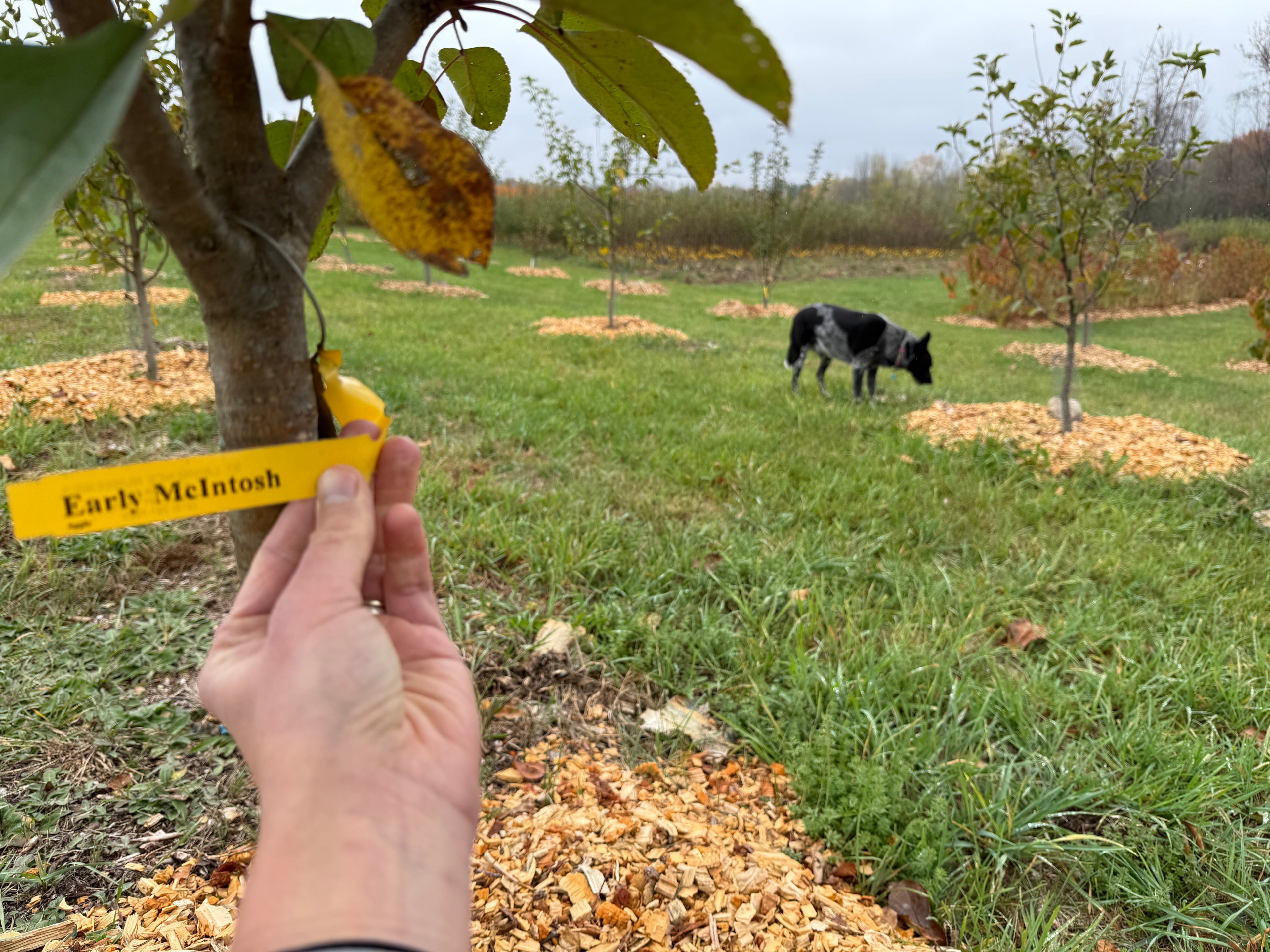 Early McIntosh Apple
