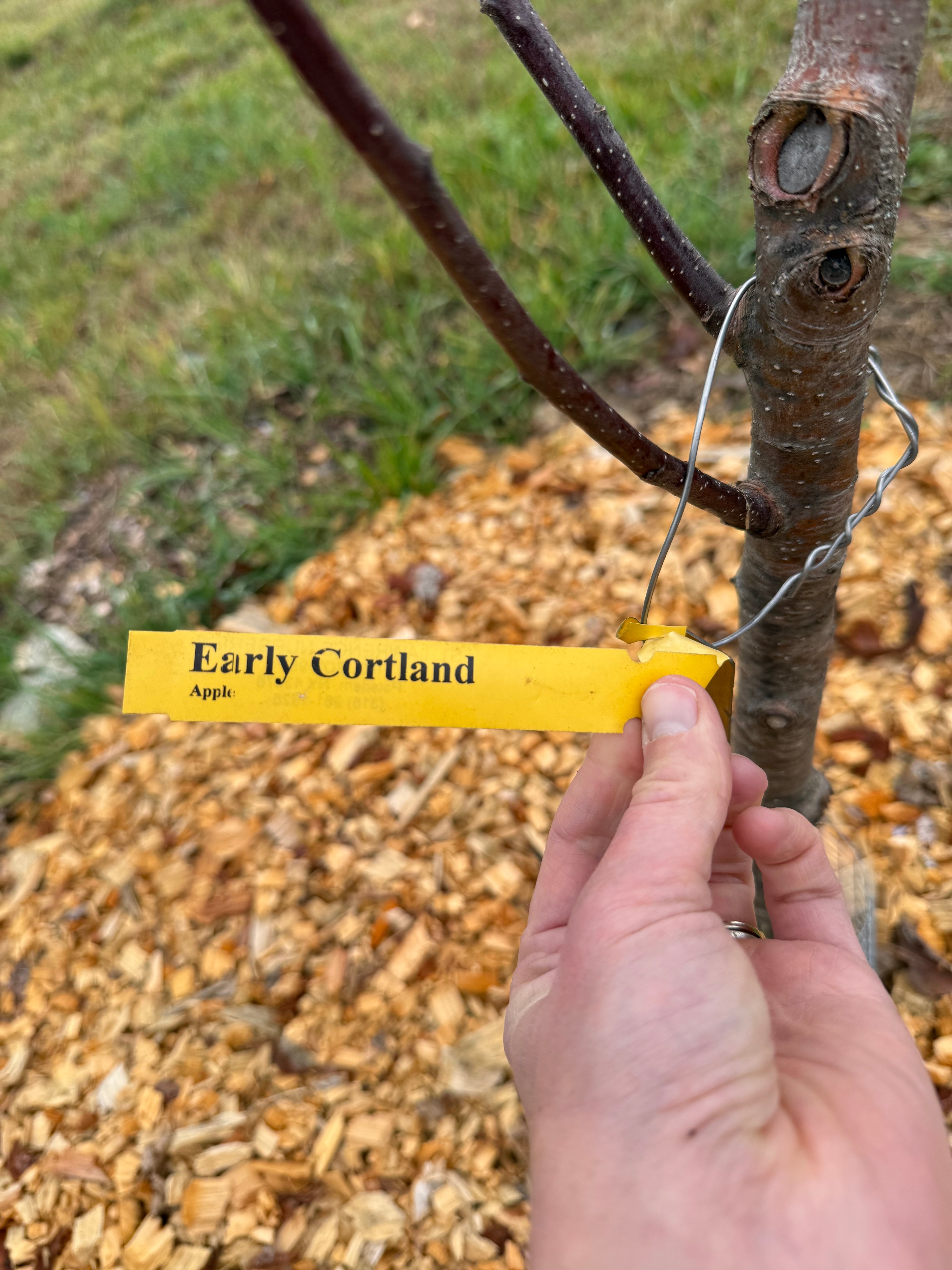 Early Cortland Apple