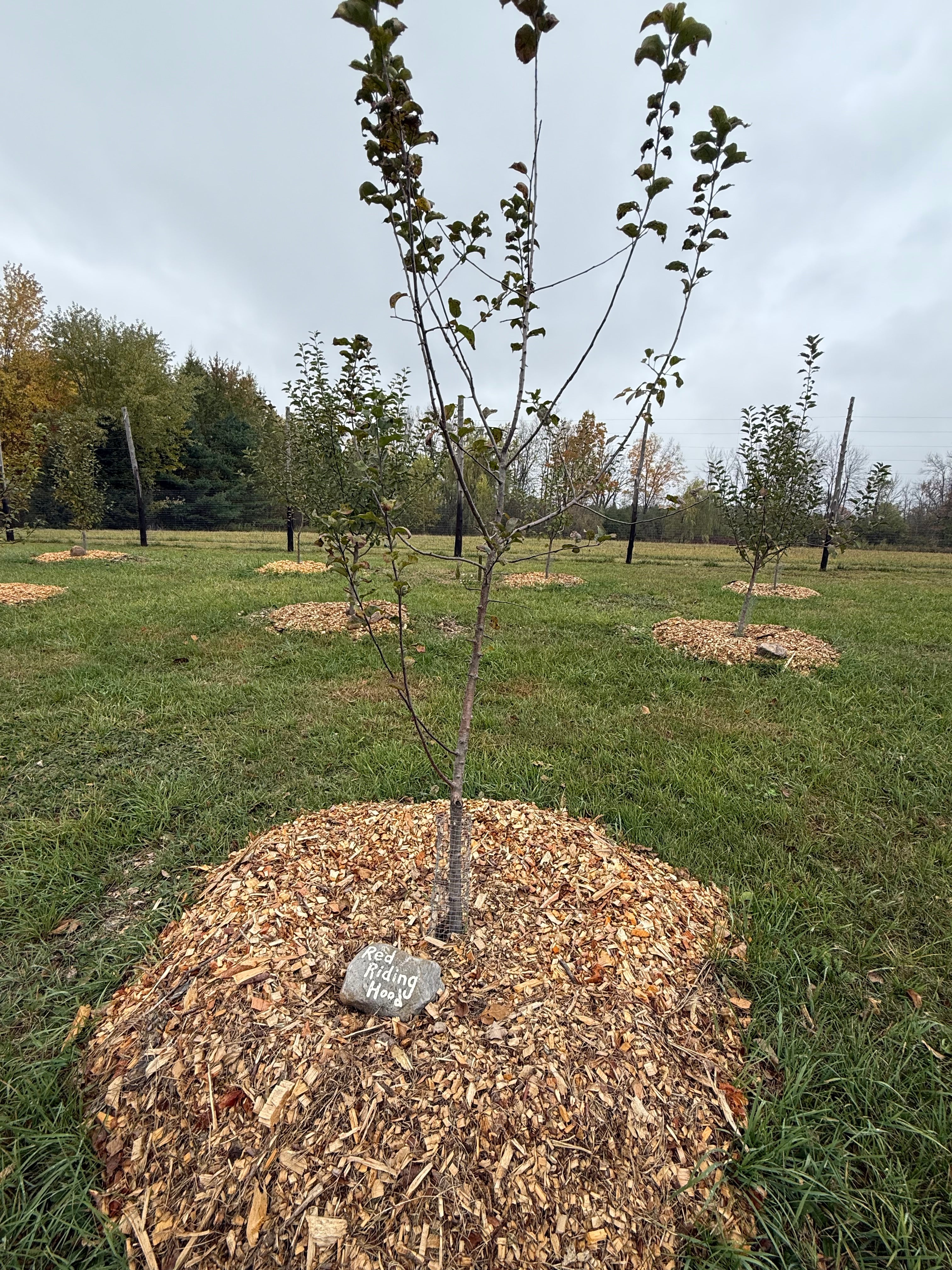 Red Riding Hood Apple