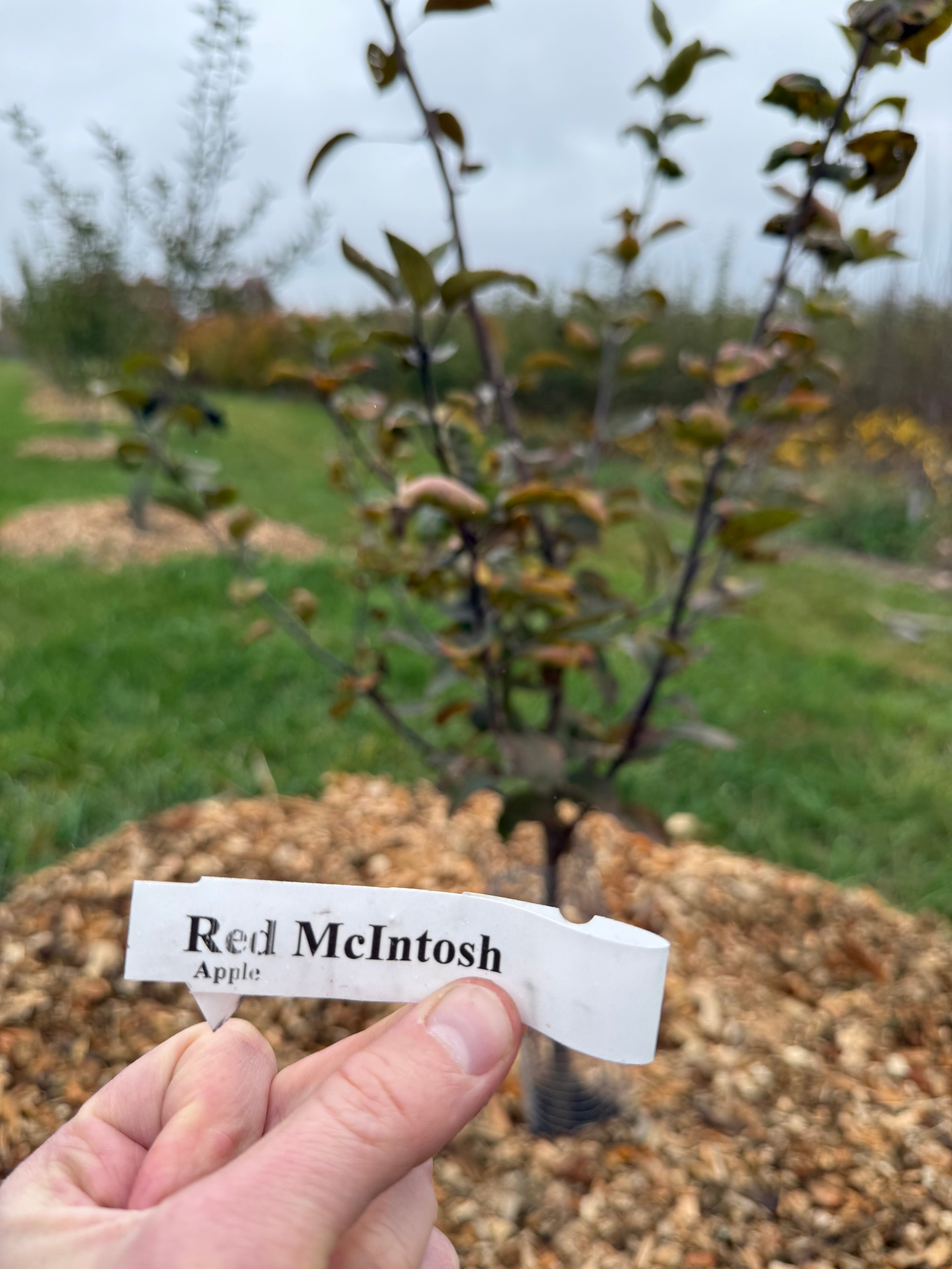 Red McIntosh Apple