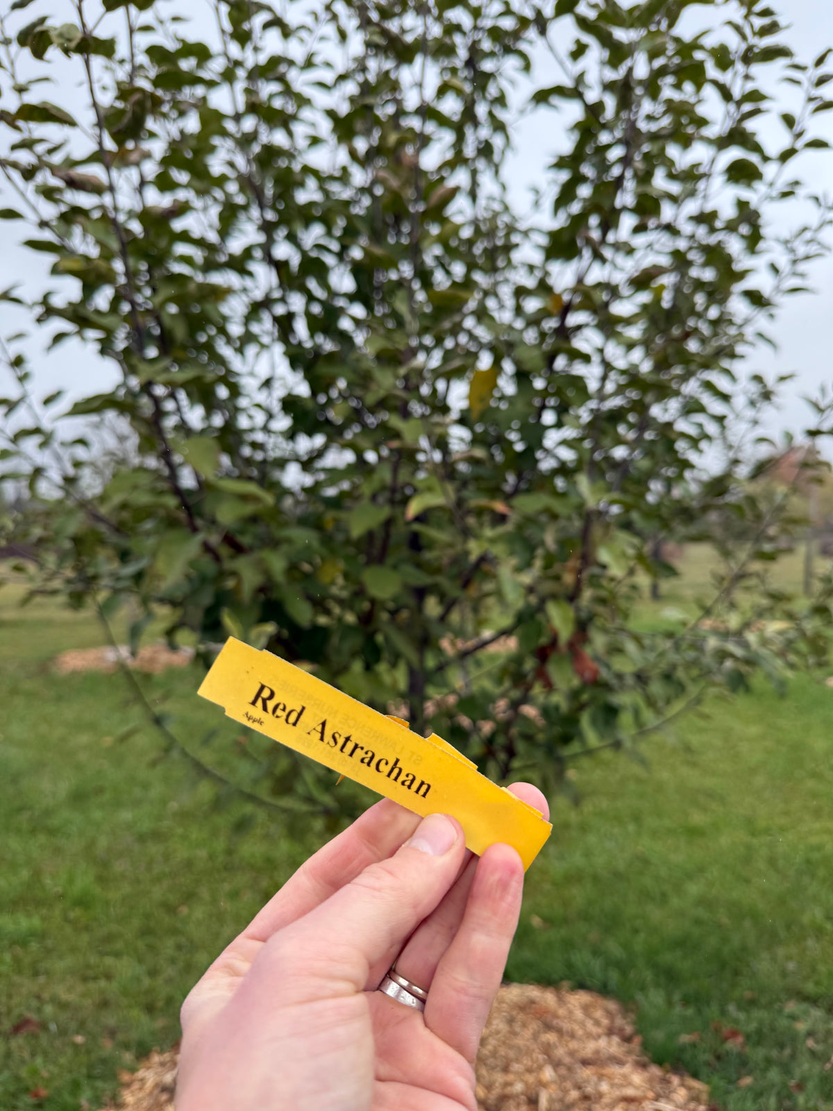 Red Strachan Red Astrachan Apple – St. Lawrence Nurseries