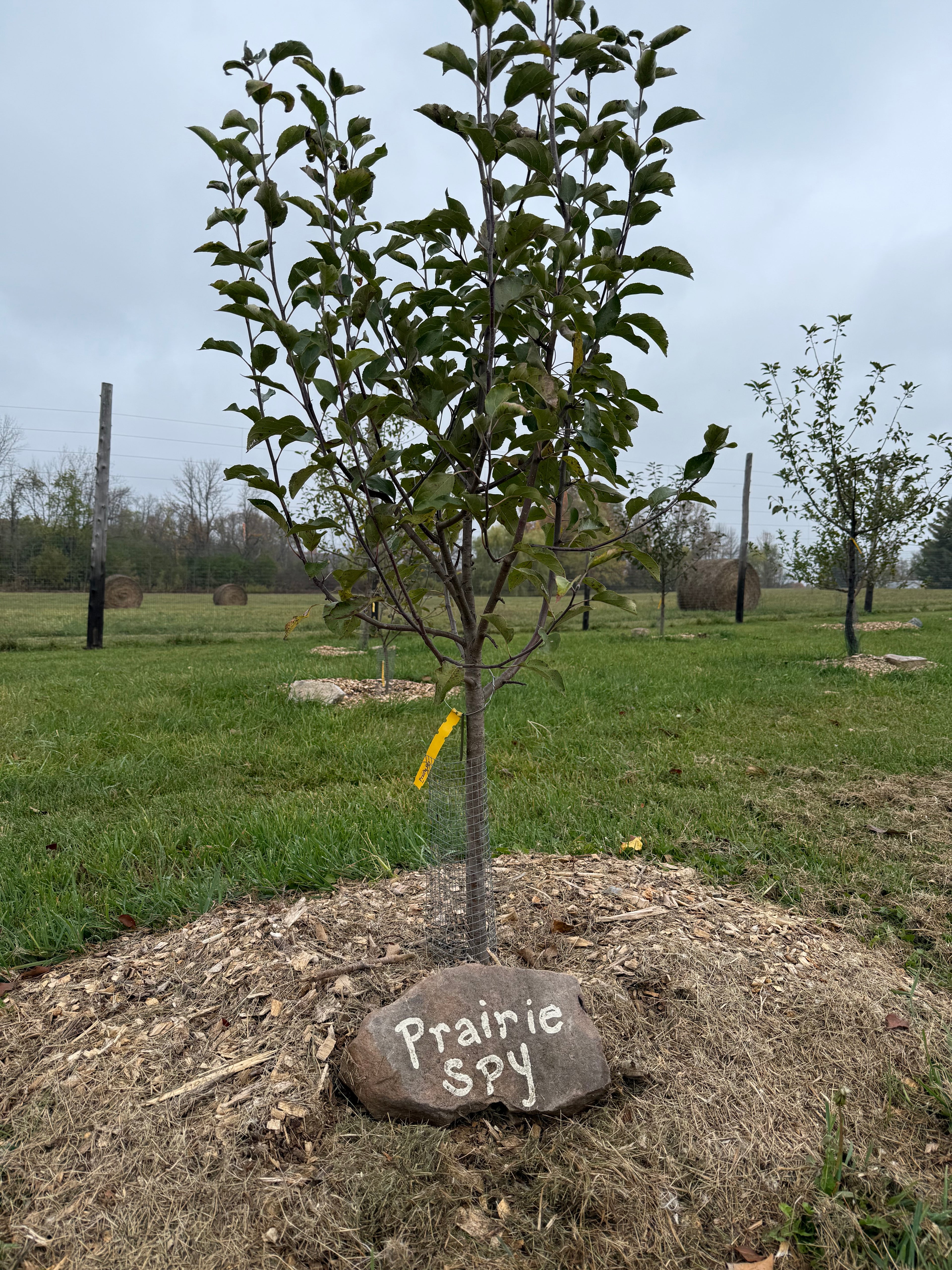 Prairie Spy Apple