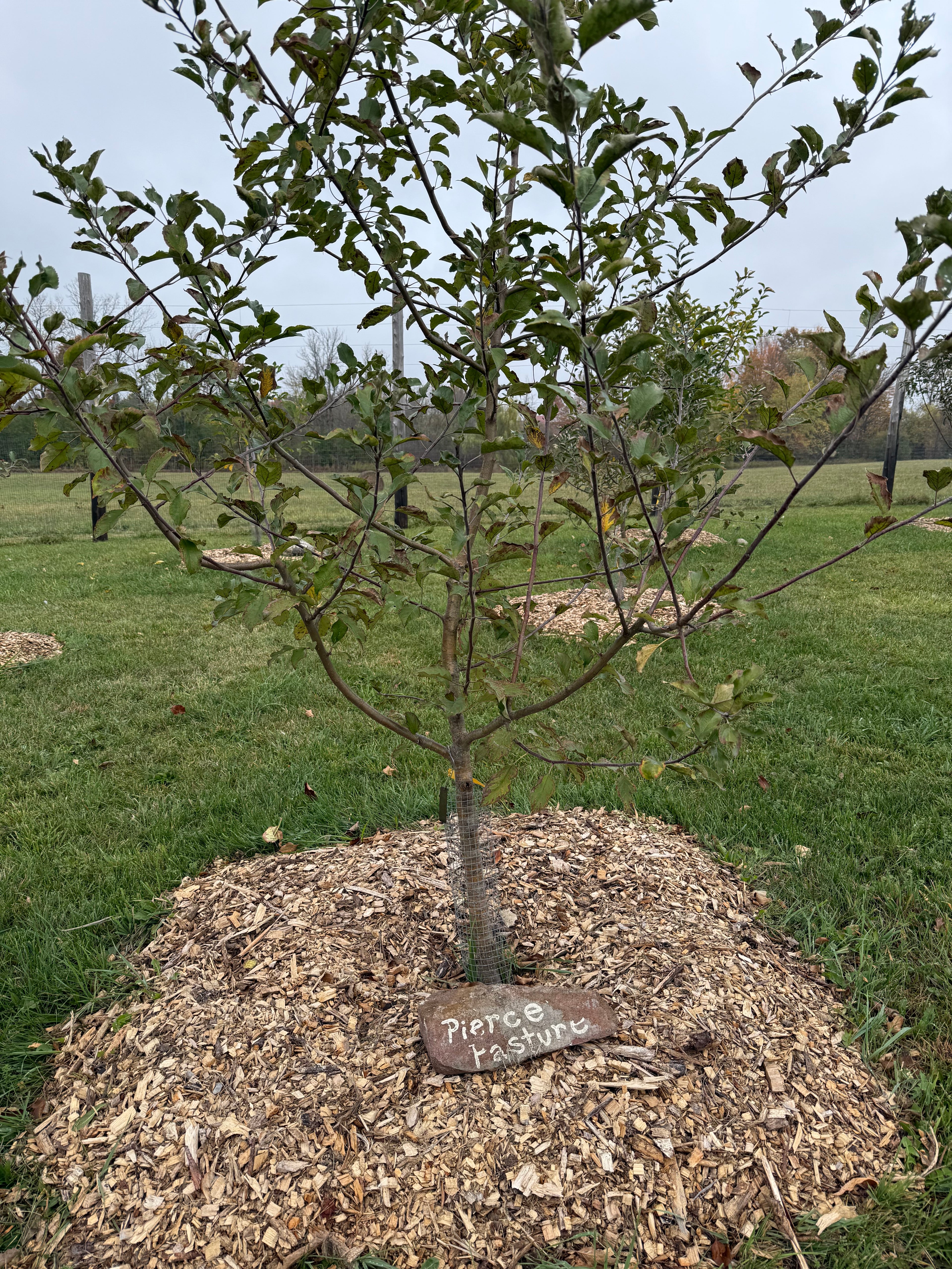 Pierce Pasture Apple