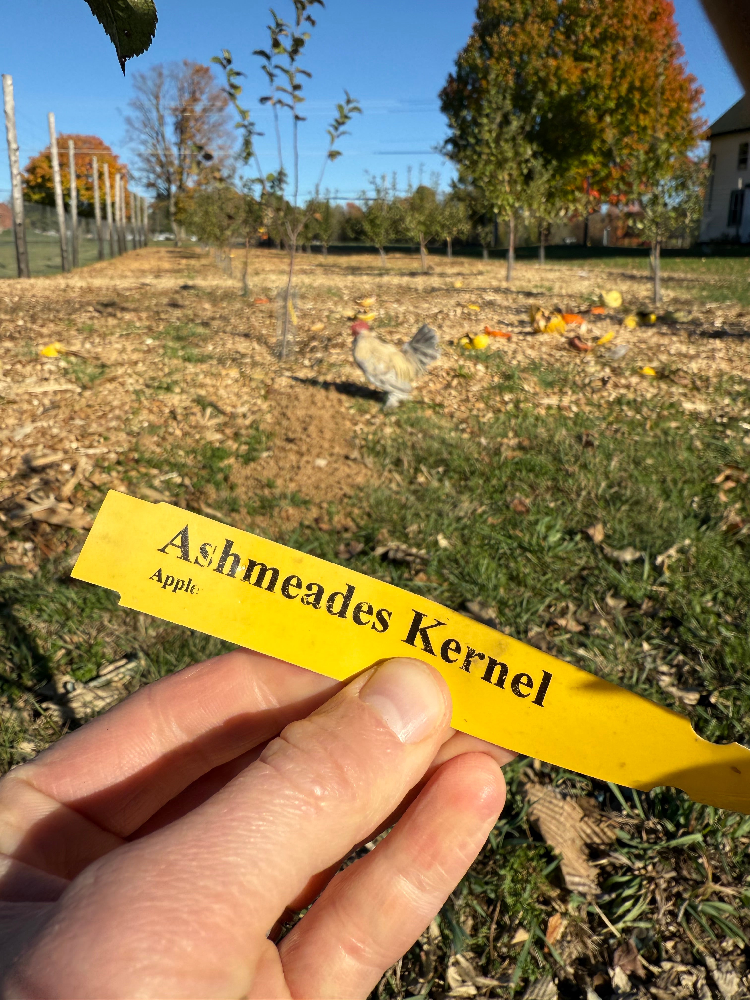 Ashmeades Kernel Apple