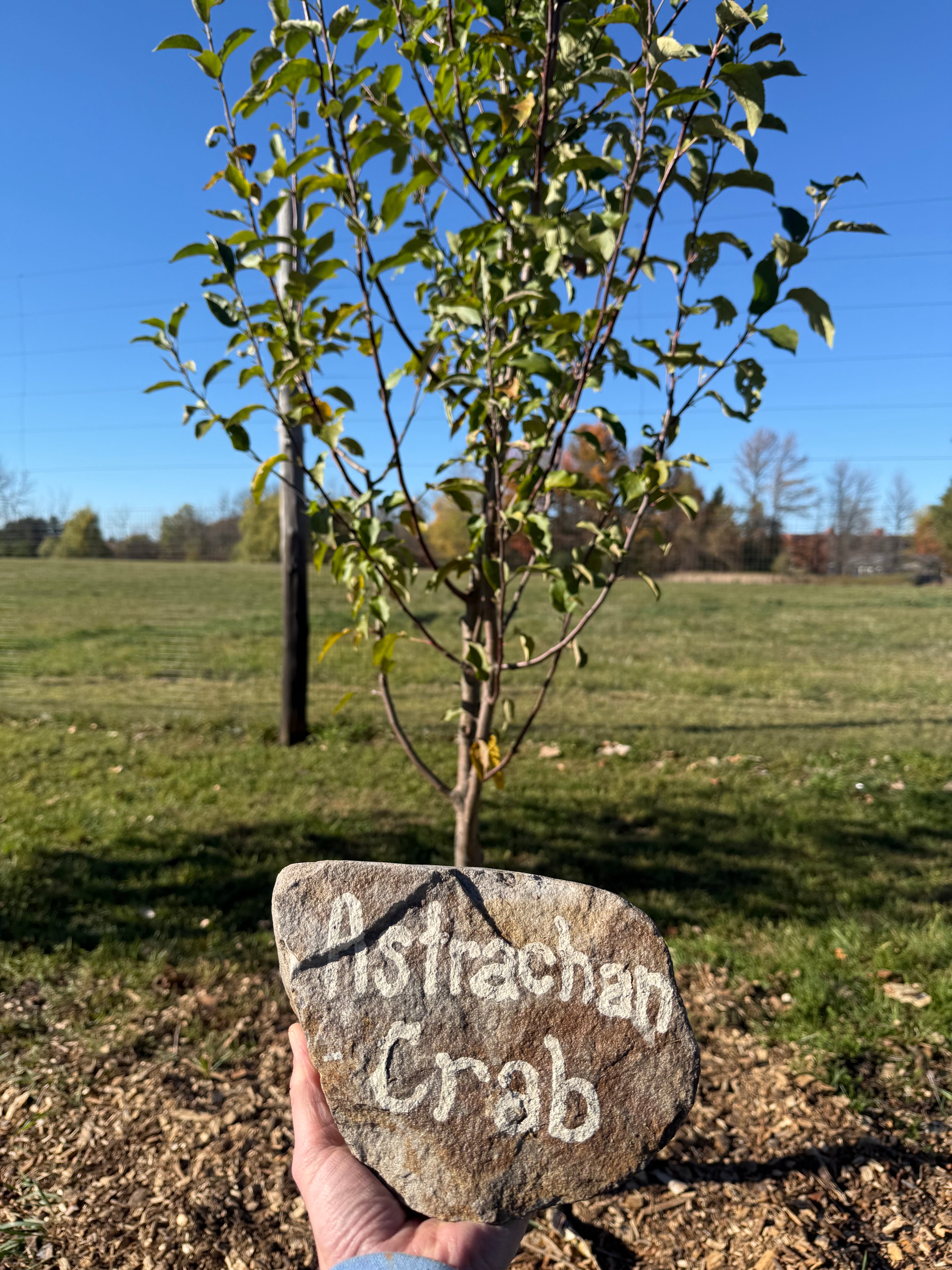 Astrachan Crab Apple