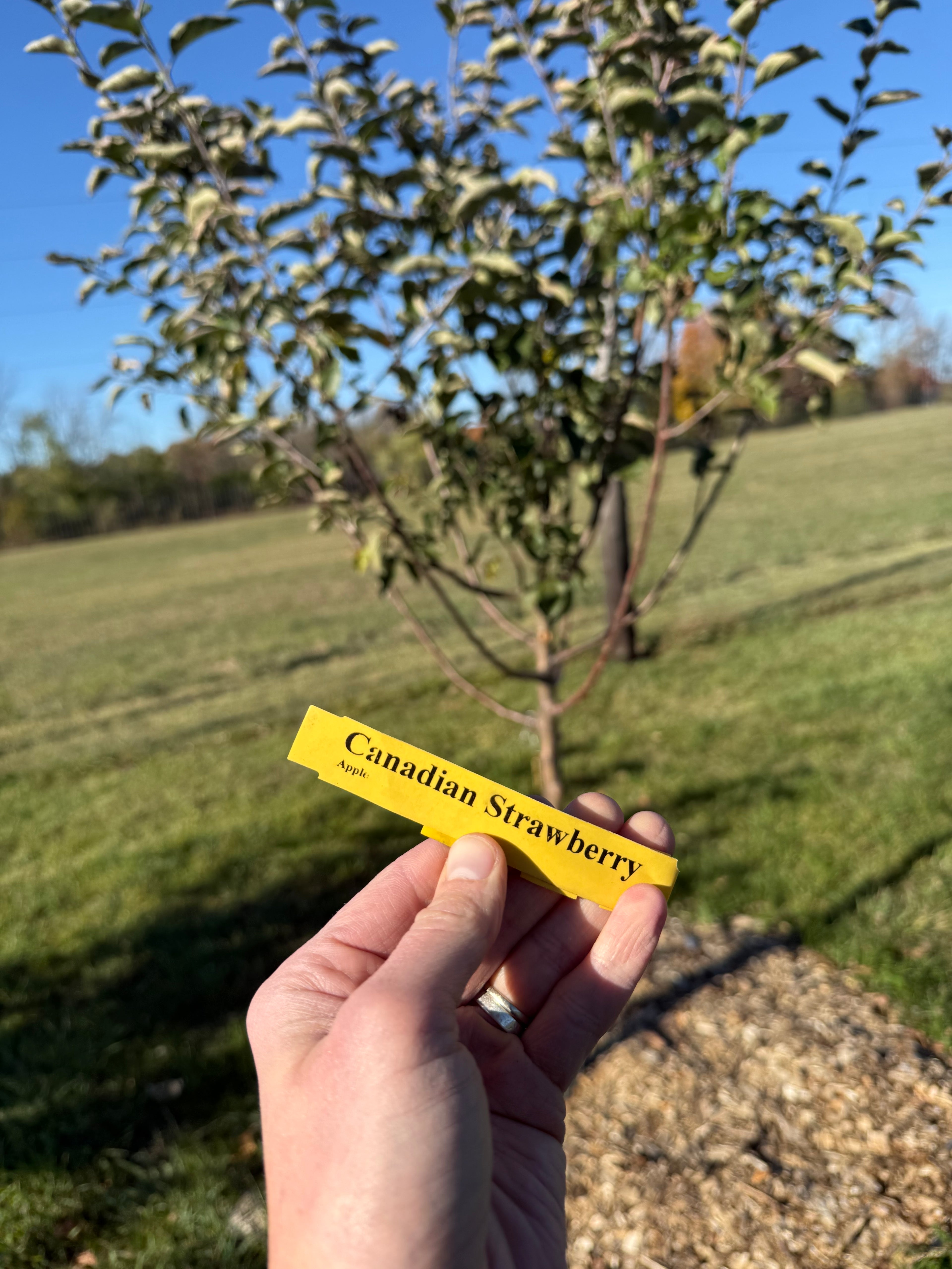 Canadian Strawberry Apple