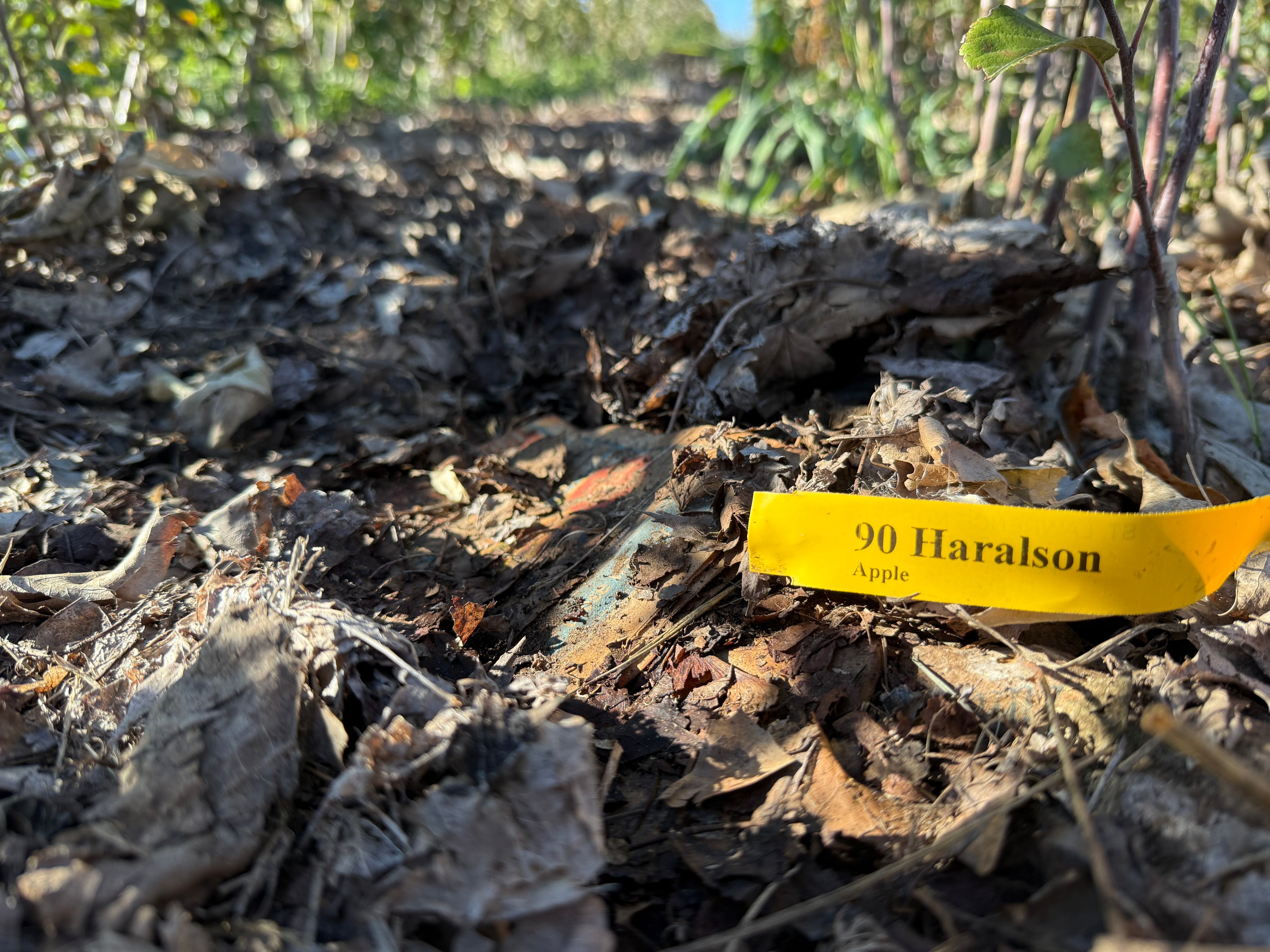 Haralson Apple
