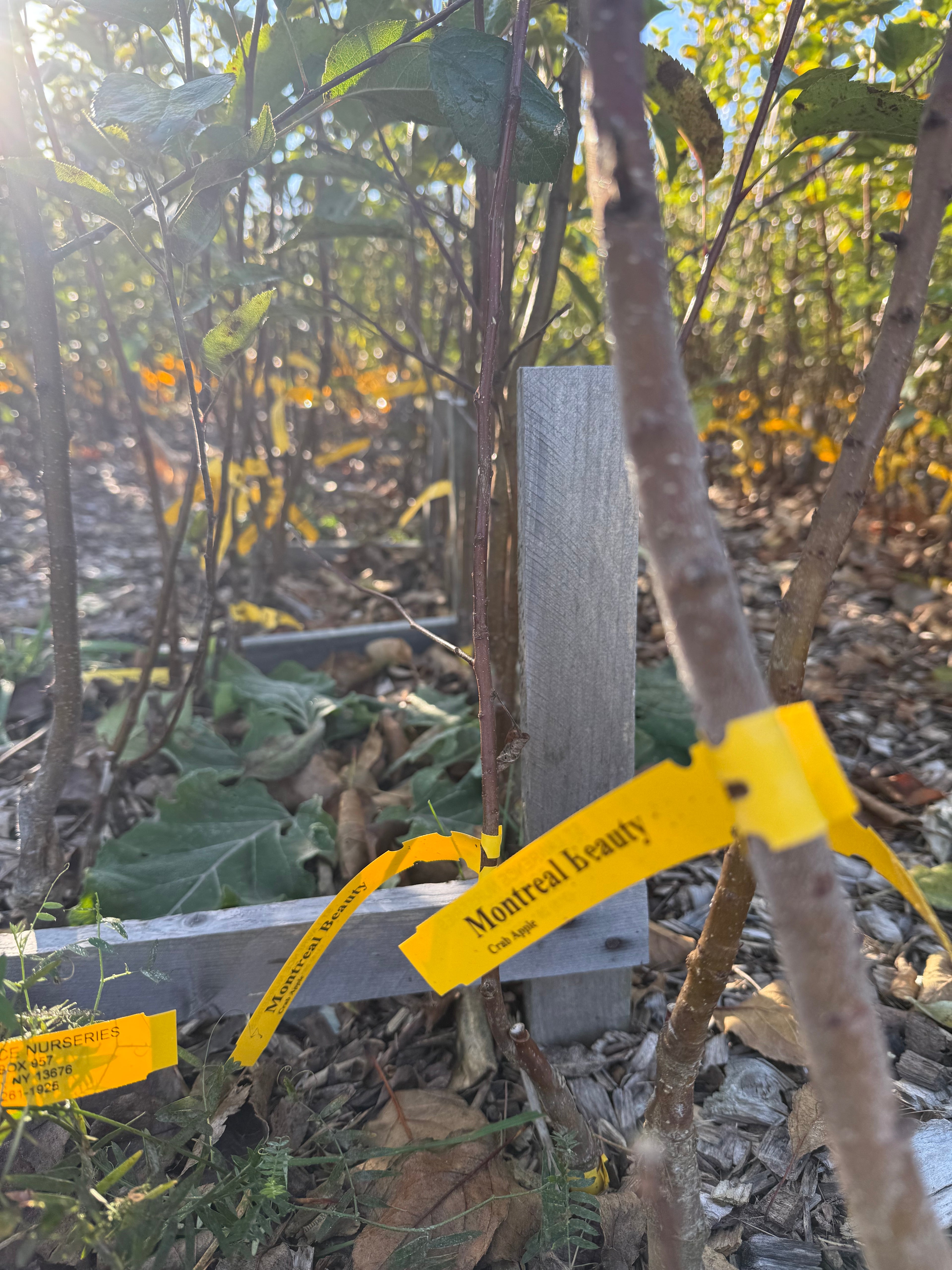 Montreal Beauty Crab