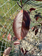 Royalty Crab Apple