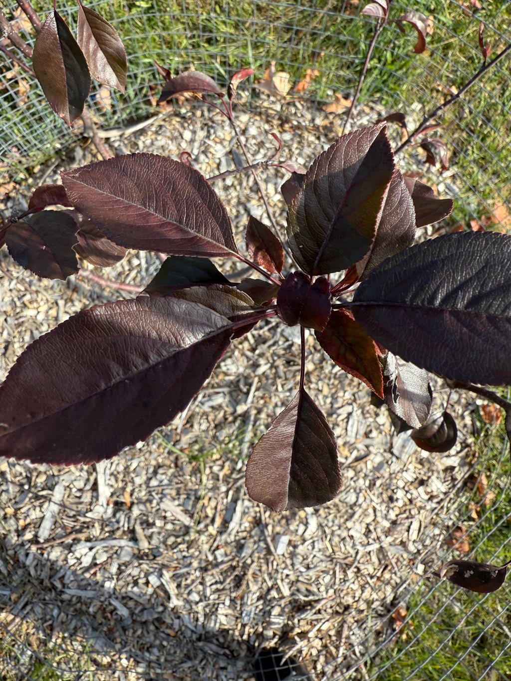 Royalty Crab Apple