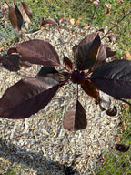 Royalty Crab Apple