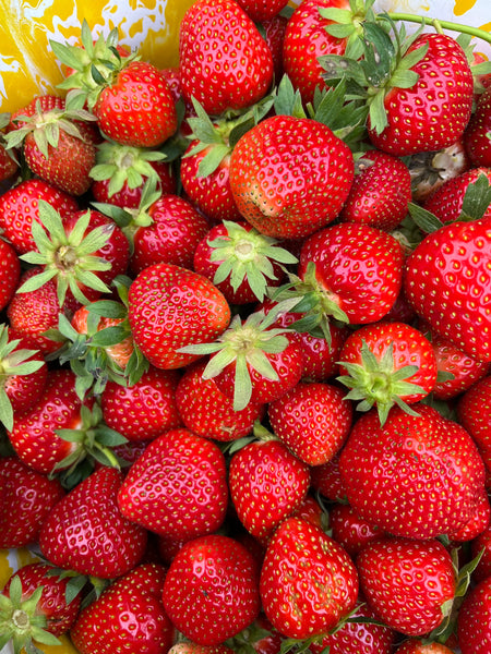 Sparkle Strawberry - Fragaria x ananassa