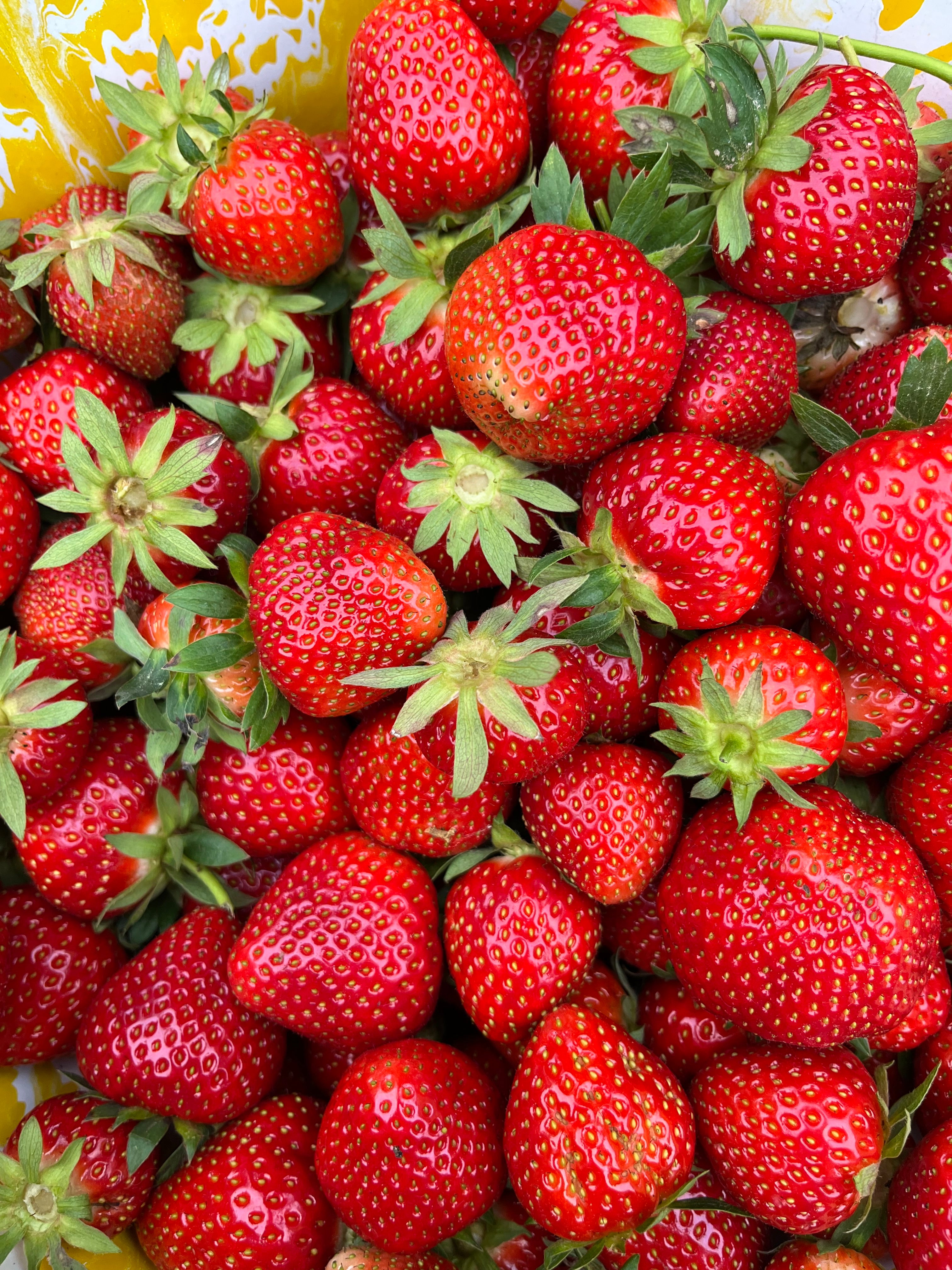 Honeoye Strawberry - Fragaria x ananassa