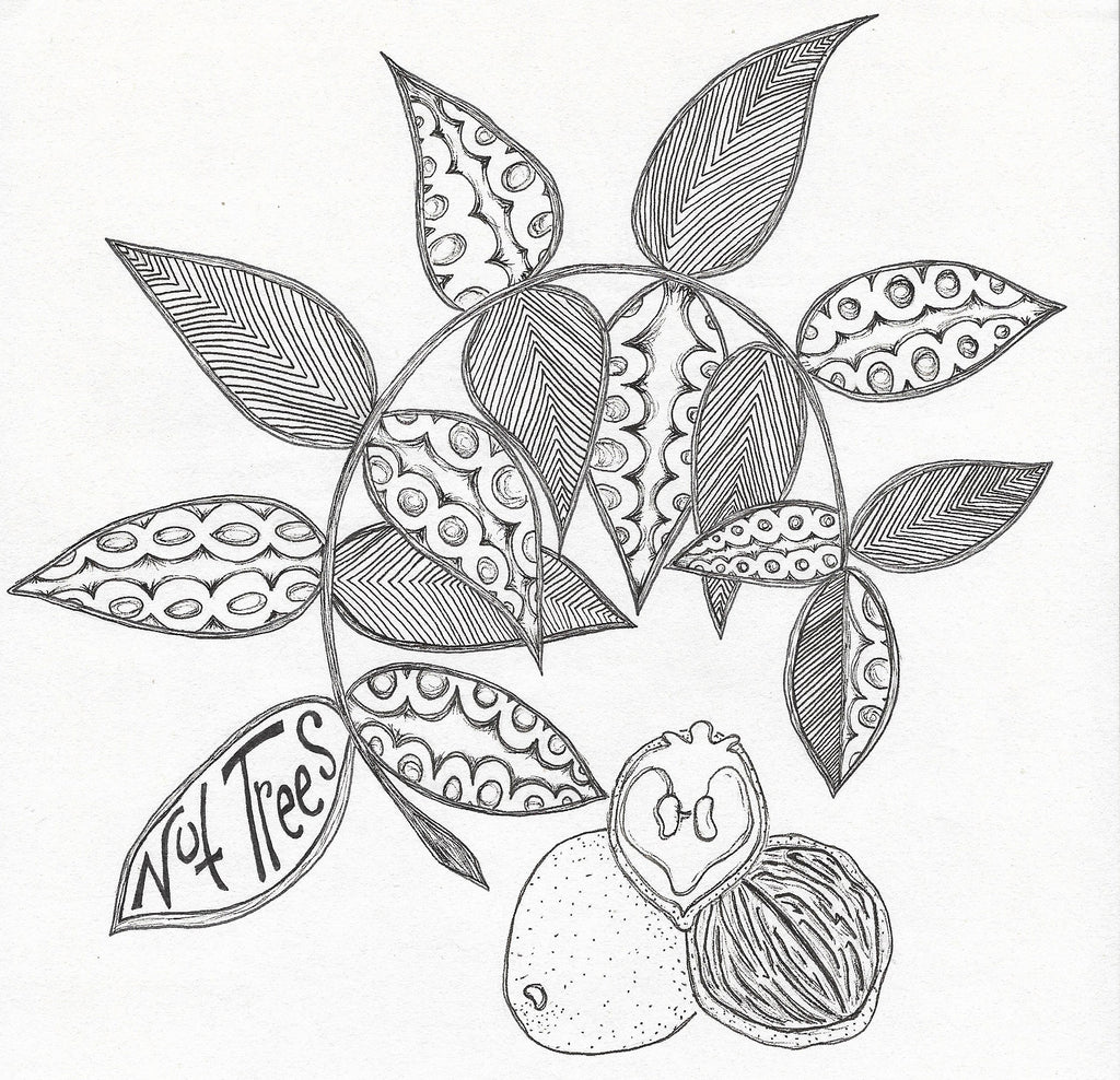 Black Walnut - Garden Tree (sdlg.)