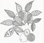 Black Walnut - Garden Tree (sdlg.)