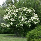 Nannyberry - Viburnum lentago
